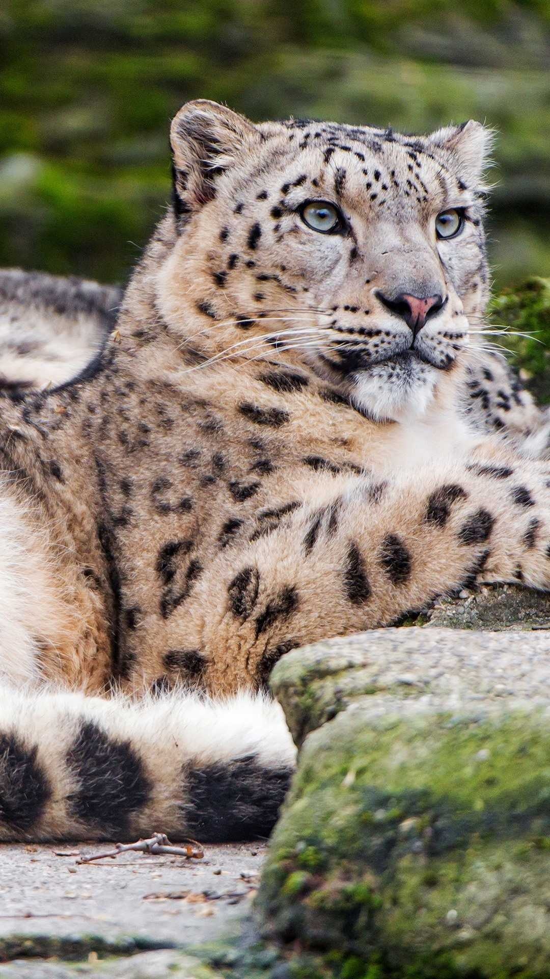 Snow Leopard, Majestic predator, Mountain habitat, Camouflaged fur, 1080x1920 Full HD Handy