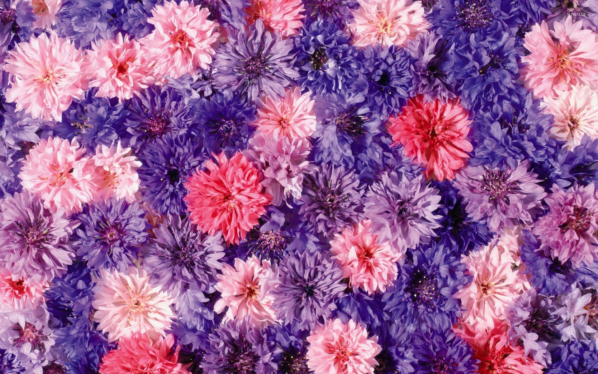Chrysanthemum: Chrysanthemums symbolize different things in different countries: life and rebirth in Asia, sympathy in Europe, and respect and honor in America. 1920x1200 HD Background.