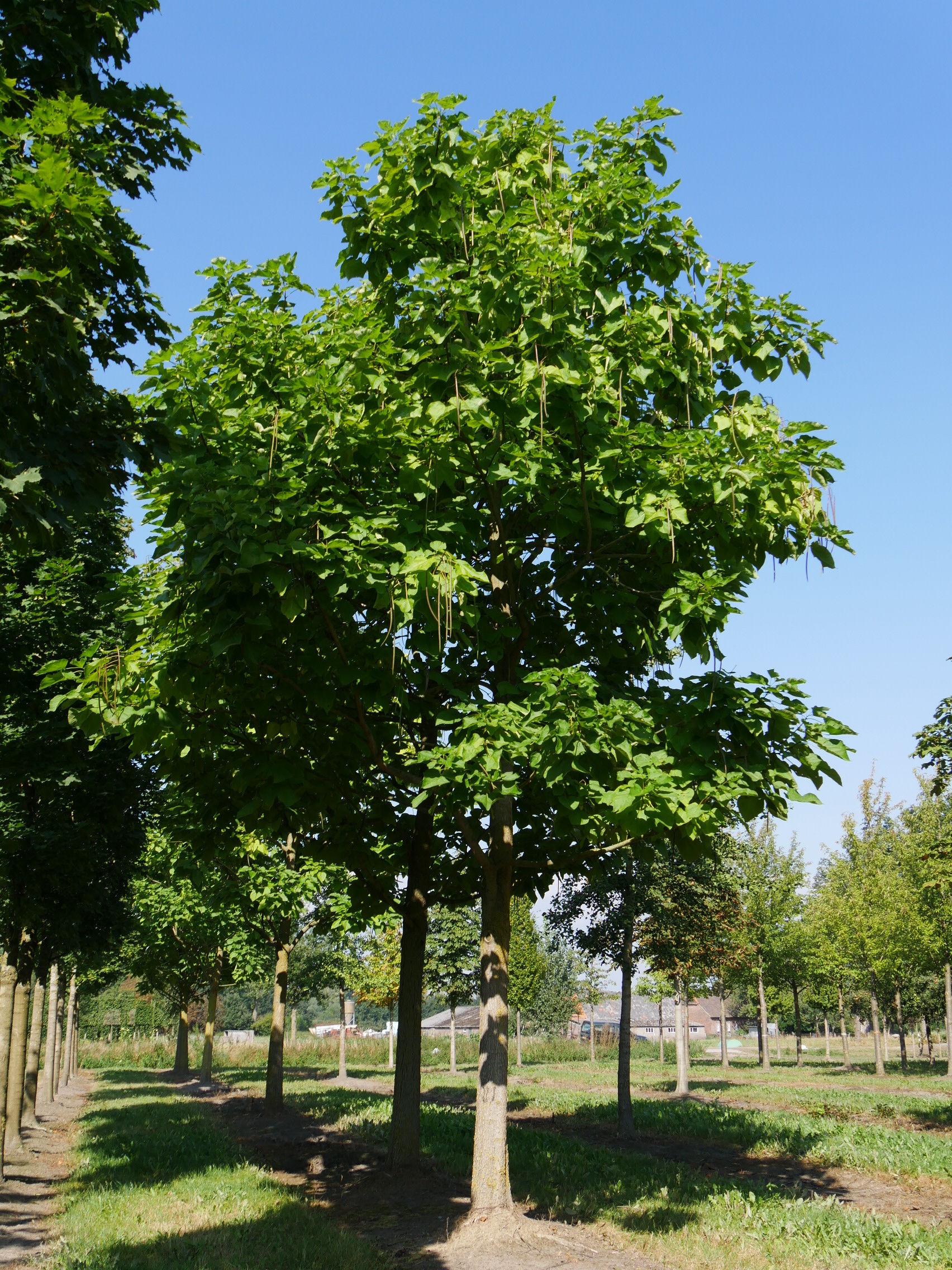 Catalpa bignonioides, Gemeiner trompetenbaum, Amerikanischer trompetenbaum, Van den Berk Baumschulen, 1710x2280 HD Phone