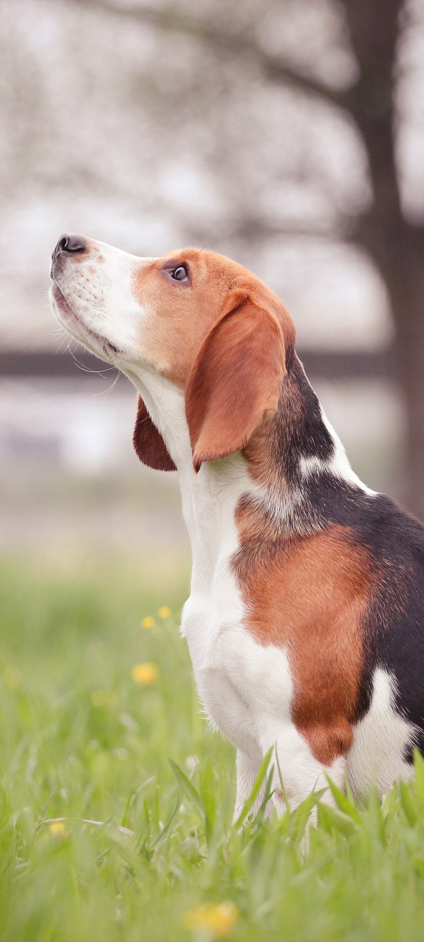 Beagle: Was accepted as a breed by the American Kennel Club (AKC) in 1885. 1440x3200 HD Wallpaper.