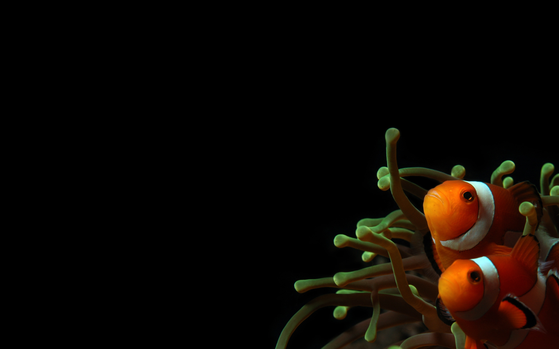 Clownfish and sea anemones, Captivating wallpaper, Oceanic beauty, Underwater spectacle, 1920x1200 HD Desktop