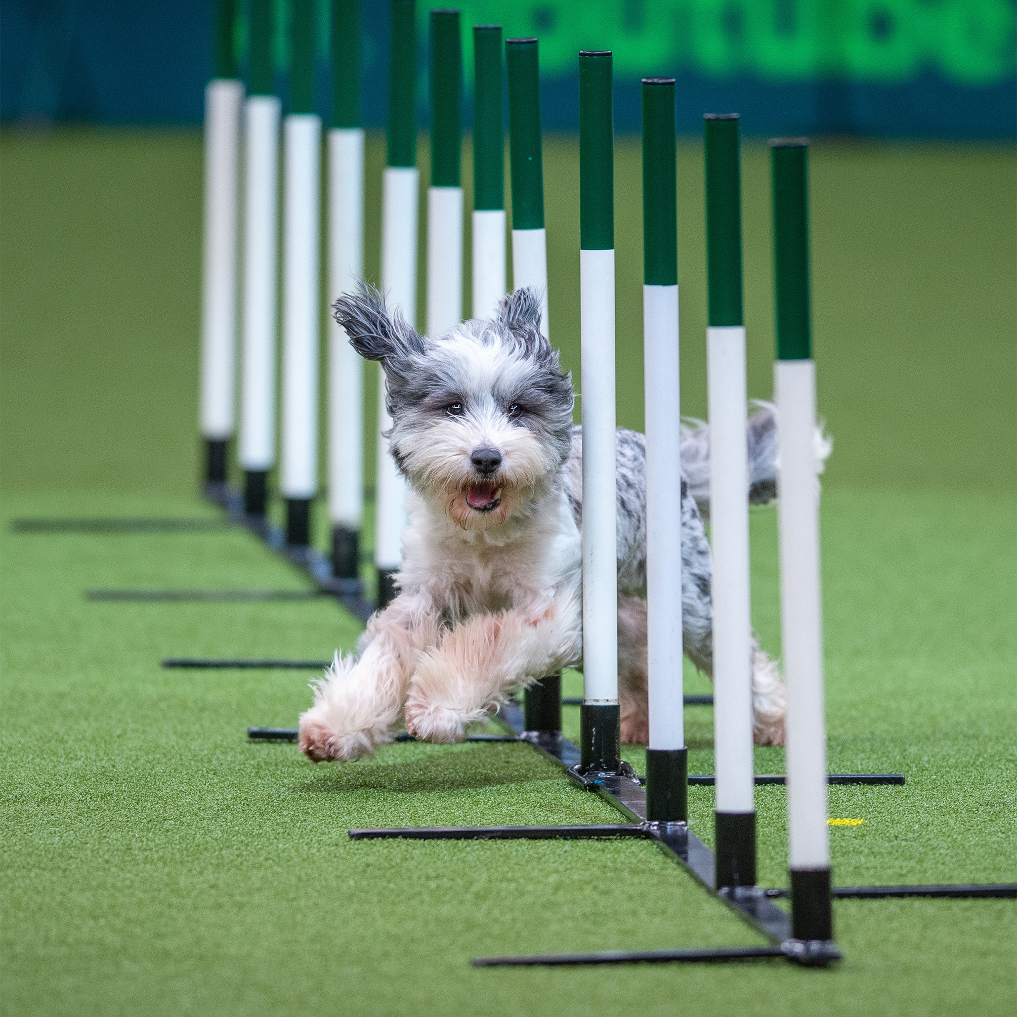 Dog Sports: Crufts: The World's Greatest Dog Show, Kennel Club, Pets Competition. 2010x2010 HD Wallpaper.