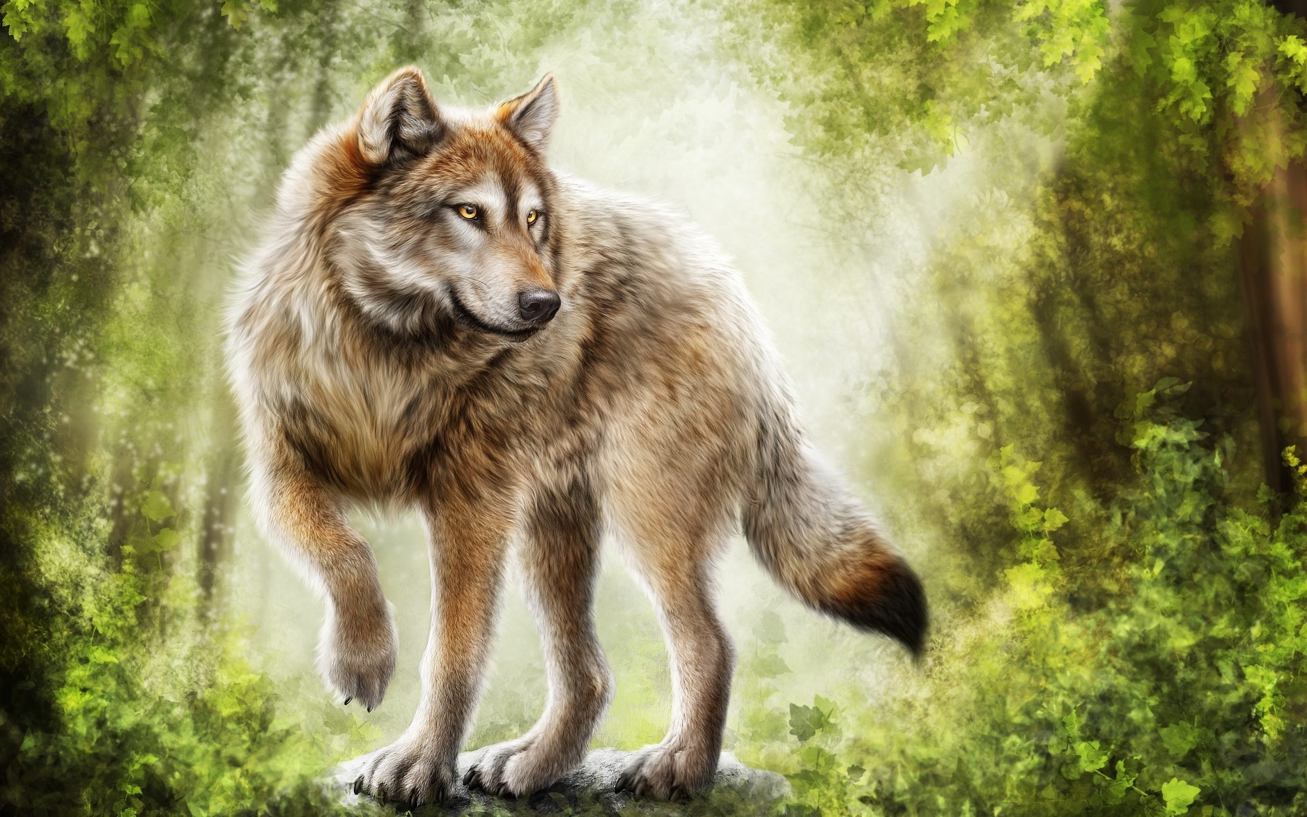 Gray Wolf: Predators of medium and large hooved mammals, Keen senses of smell, hearing and vision. 2560x1600 HD Wallpaper.