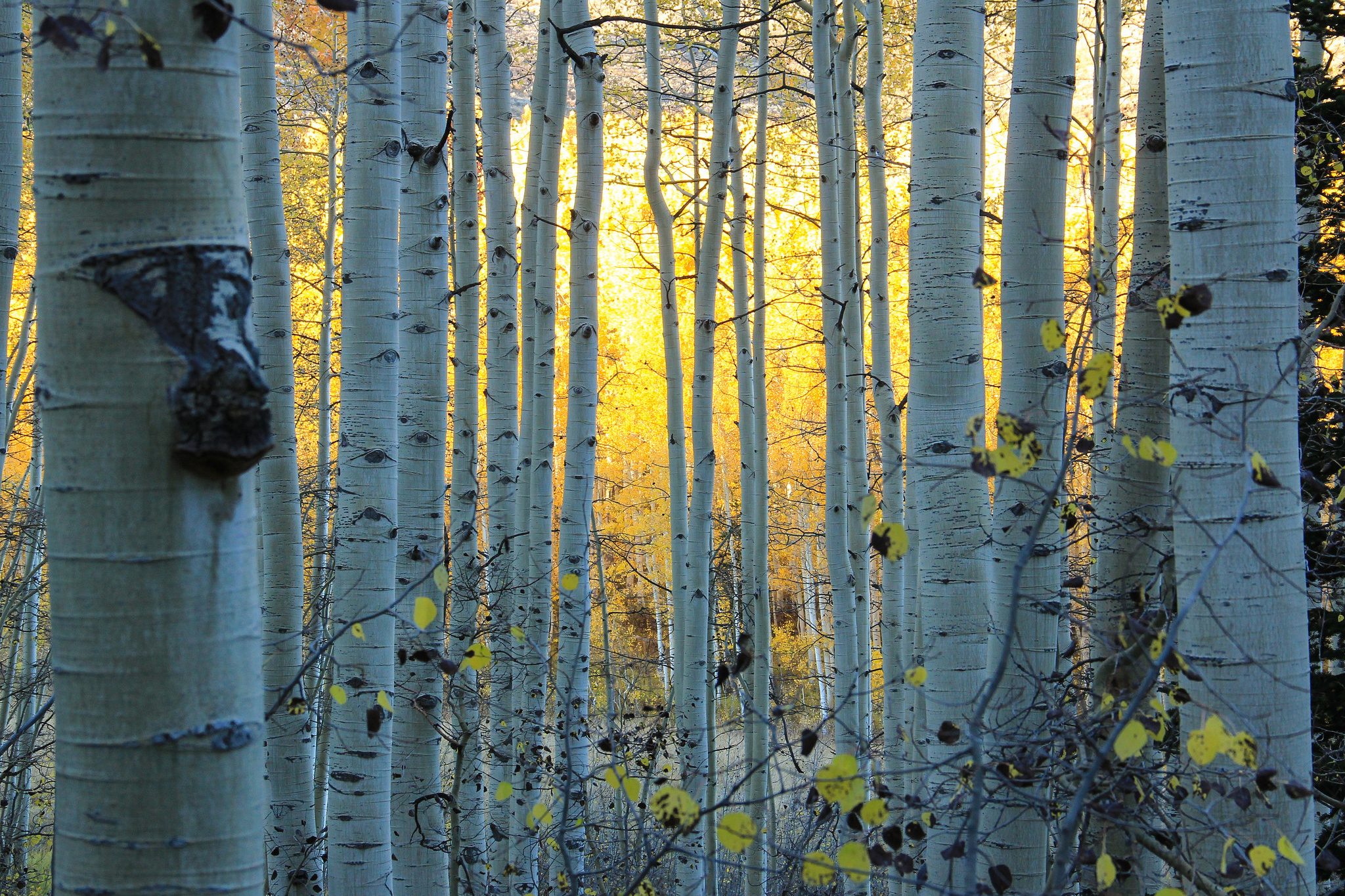 Birch trees, Colorado bliss, Vibrant birch, Colorful forest, 2050x1370 HD Desktop