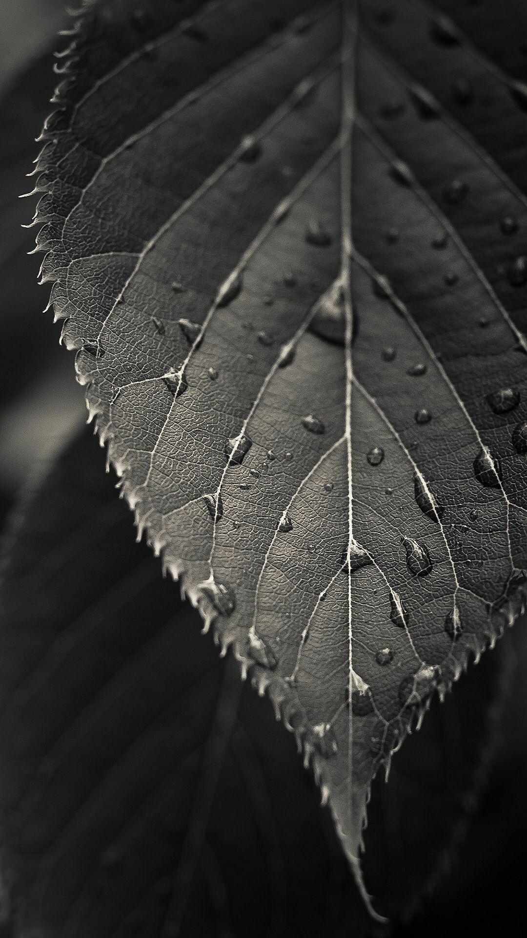 Leaves: Moisture evaporating from plants, Lamina, Monochrome. 1080x1920 Full HD Wallpaper.