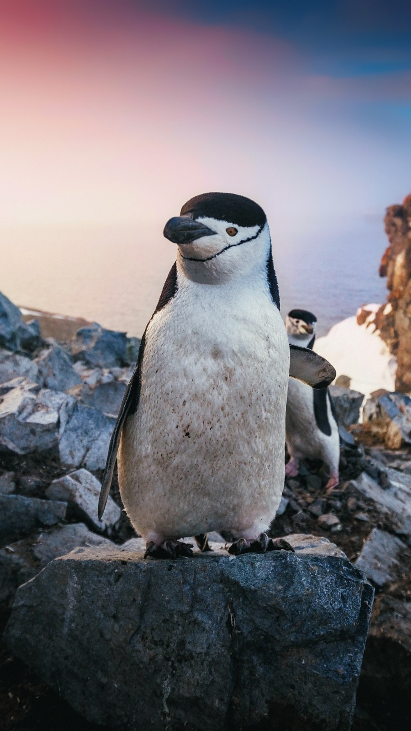 Chinstrap penguin wallpapers, Dashing HD for mobile, Antarctic aviators, Captivating backgrounds, 1440x2560 HD Phone