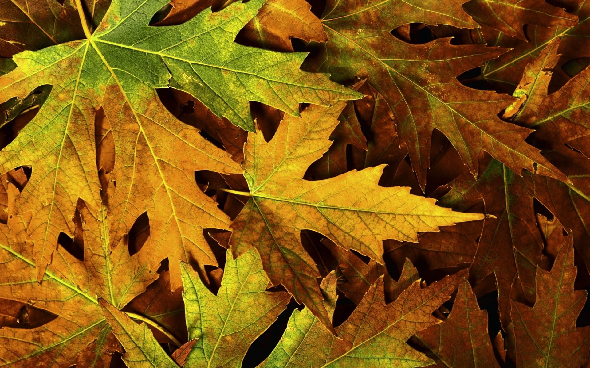 Pile of maple leaf, Colorful display, Abundance of fall, Nature's glory, 1920x1200 HD Desktop