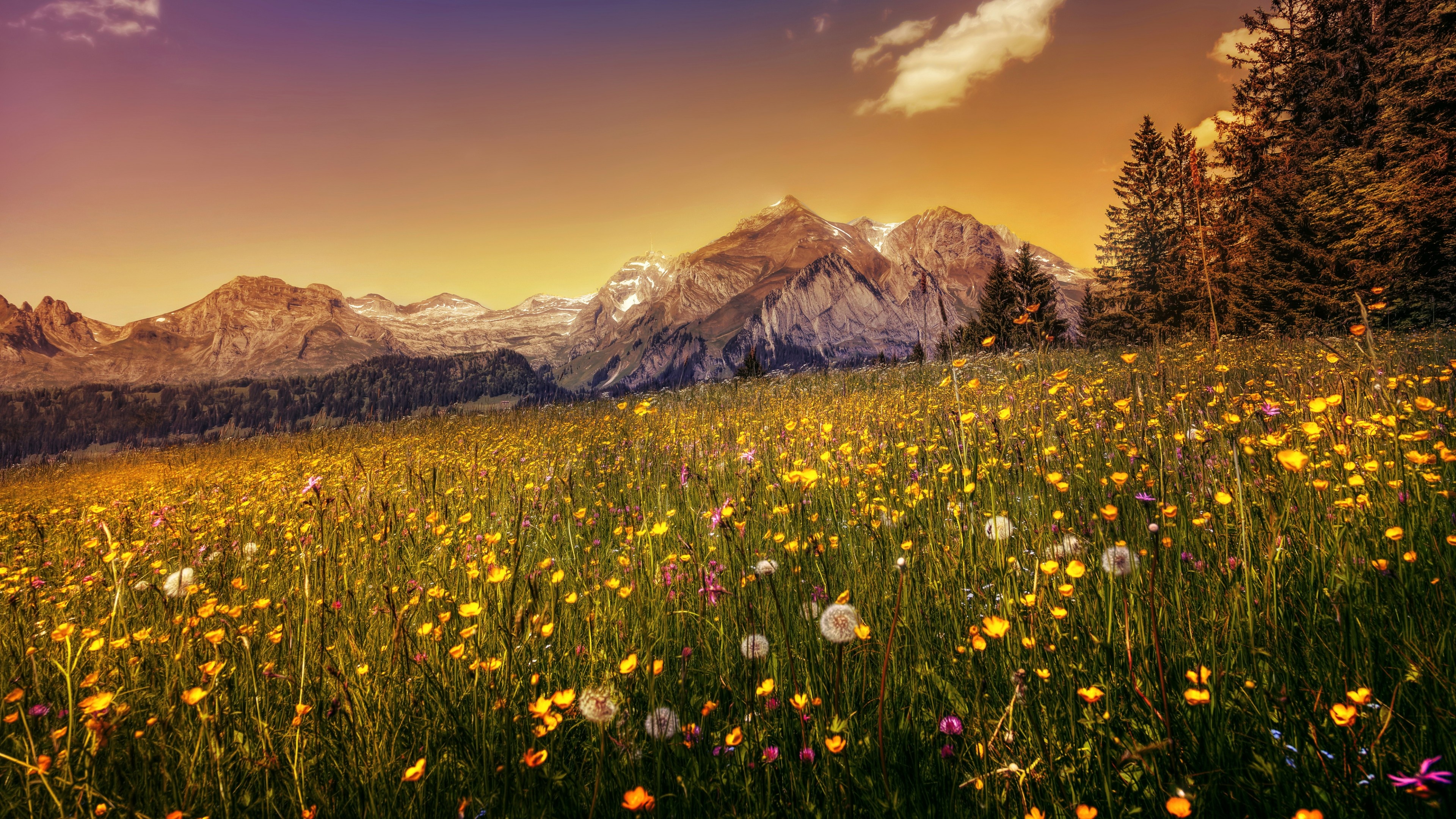 Flower Field: Dandelion flowers, Buttercups, Mountains. 3840x2160 4K Background.