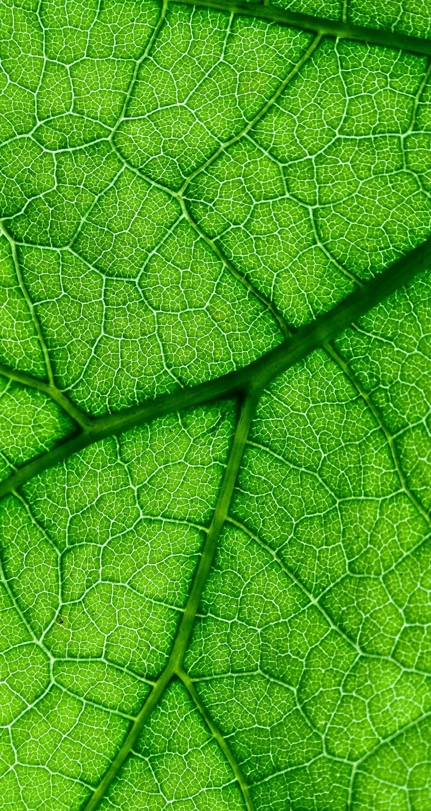 Leaf: Waxy micro- and nanostructures on the surface reduce wetting by rain and adhesion of contamination. 1440x2710 HD Background.