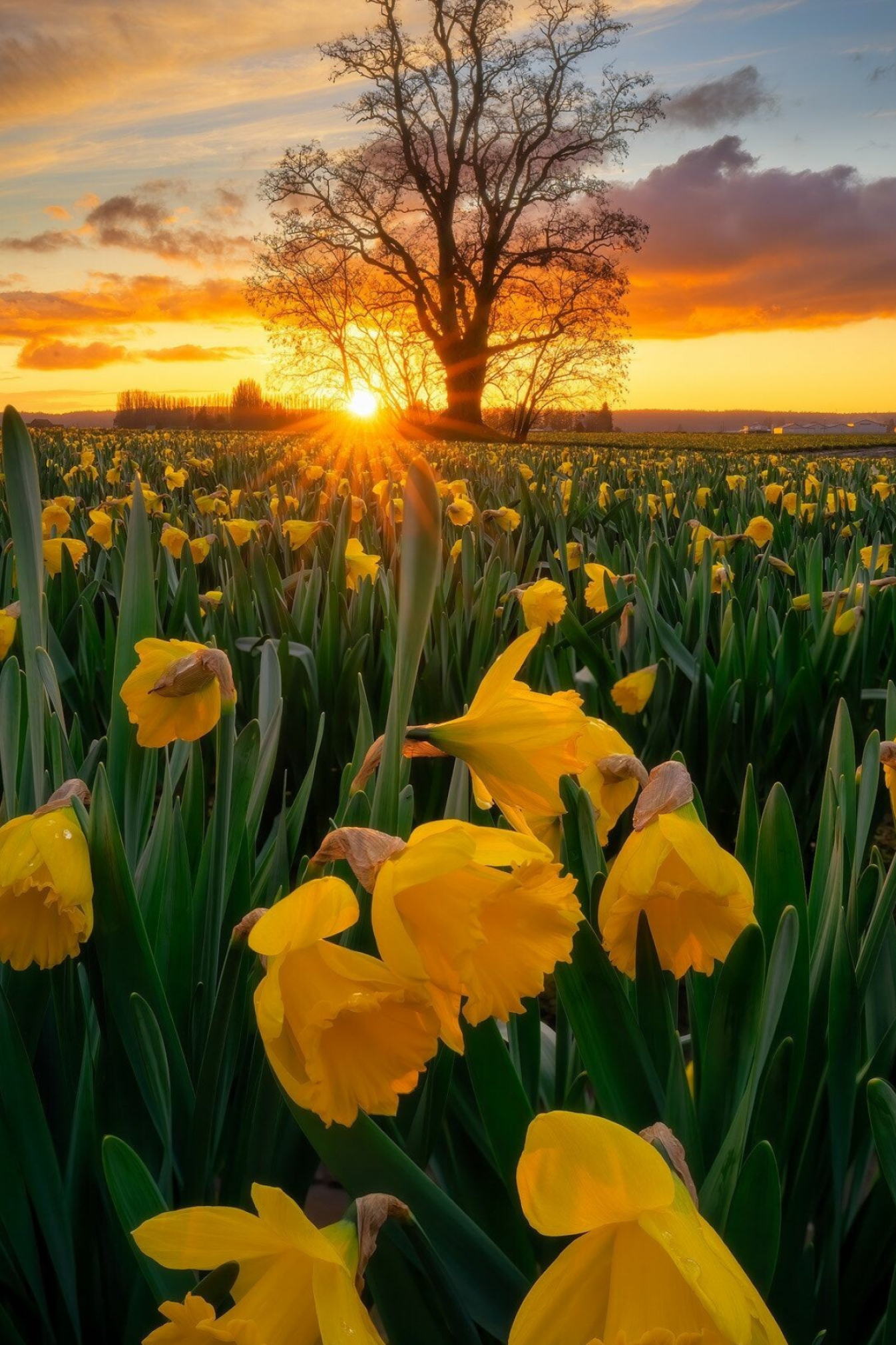 Daffodil: Daffodils field, An early March evening in the Skagit Valley. 1350x2020 HD Background.