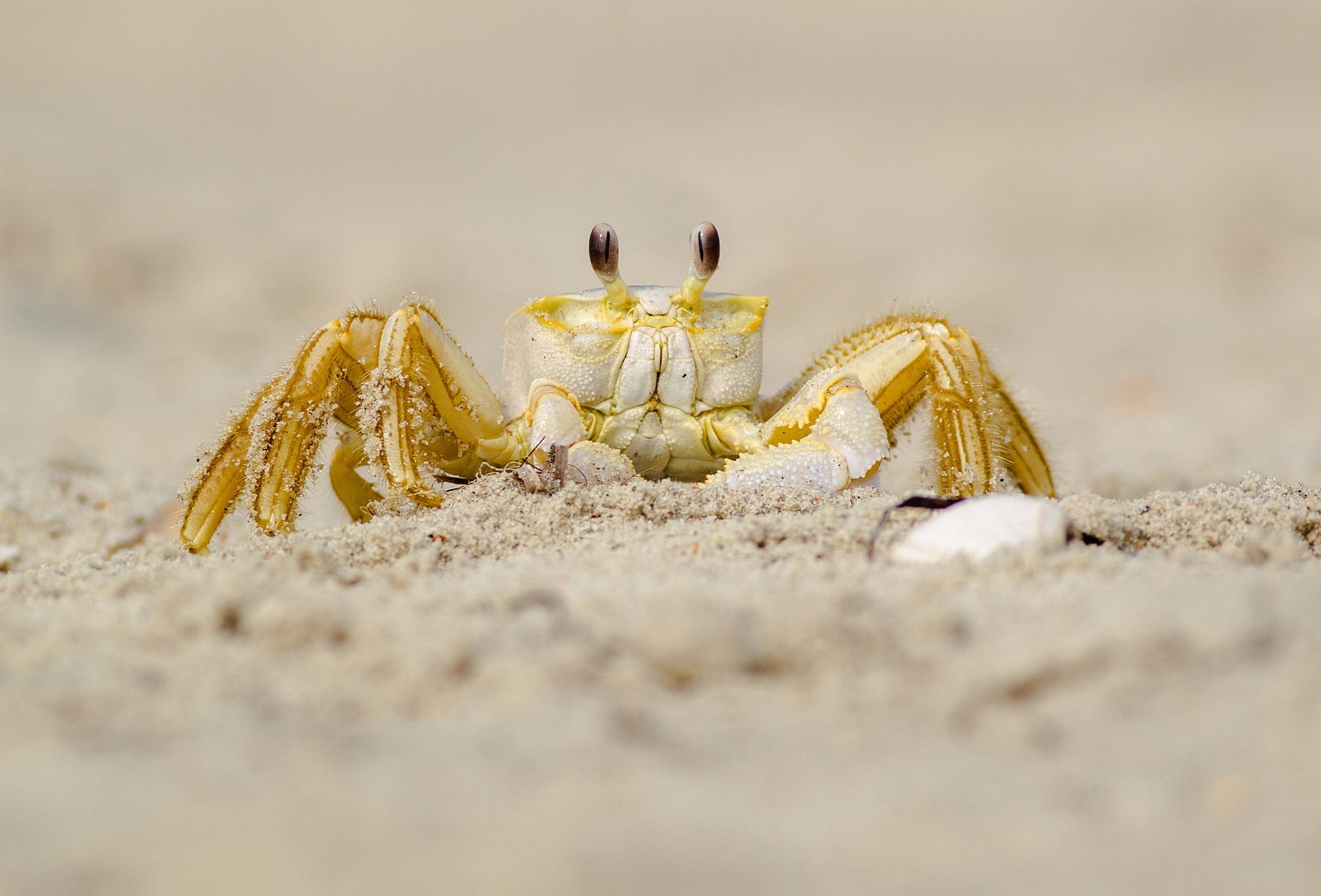 Crab: Beach, Can Regenerate Body Parts. 2000x1360 HD Background.