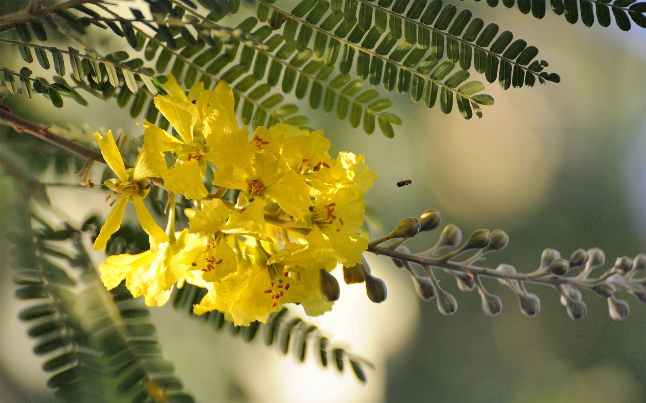 Acacia Tree, Natural beauty, Scenic delight, Tree's charm, 2560x1600 HD Desktop