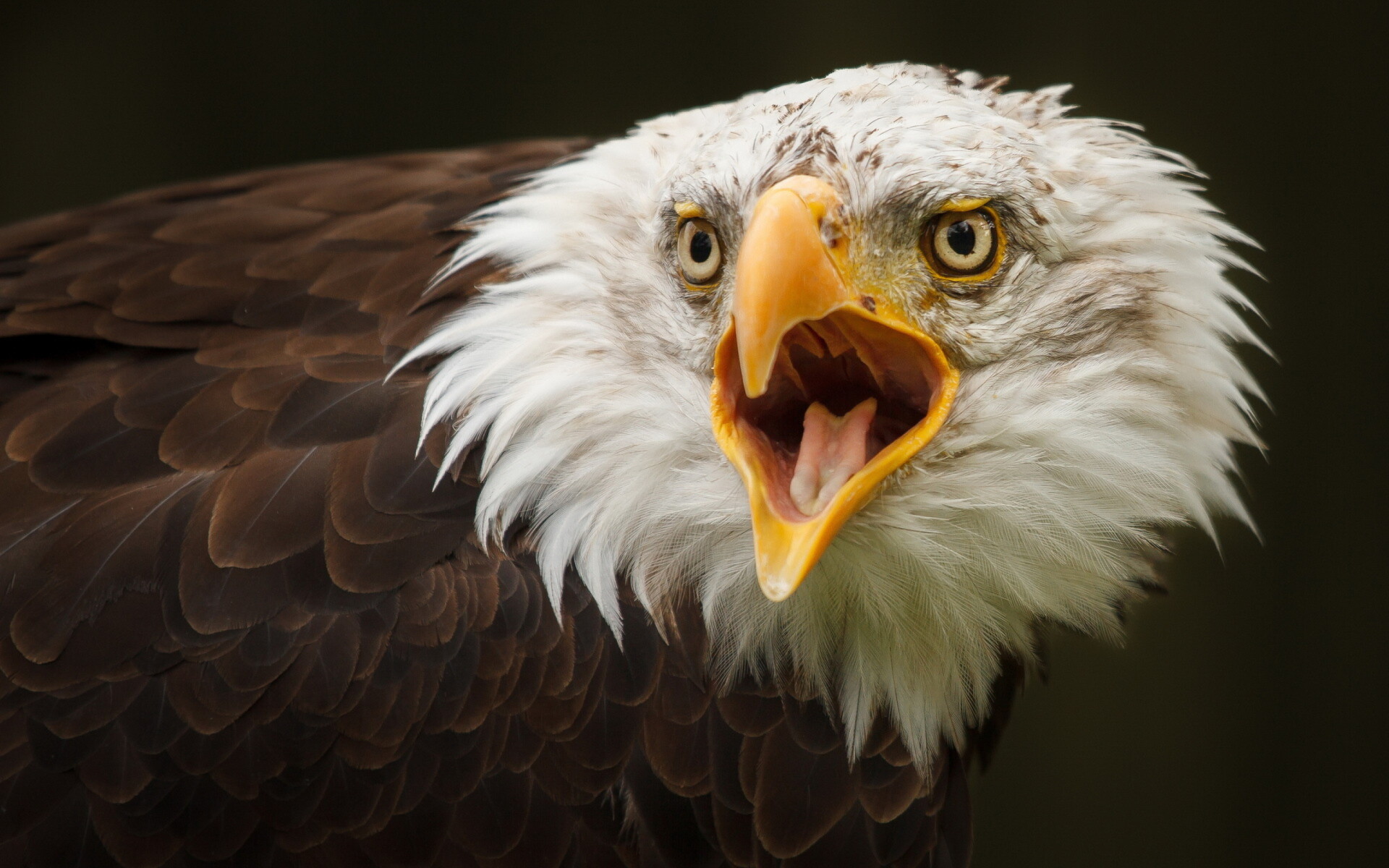 Eagle: Their sharp eyesight enables them to spot prey the size of a rabbit around three miles away. 1920x1200 HD Wallpaper.