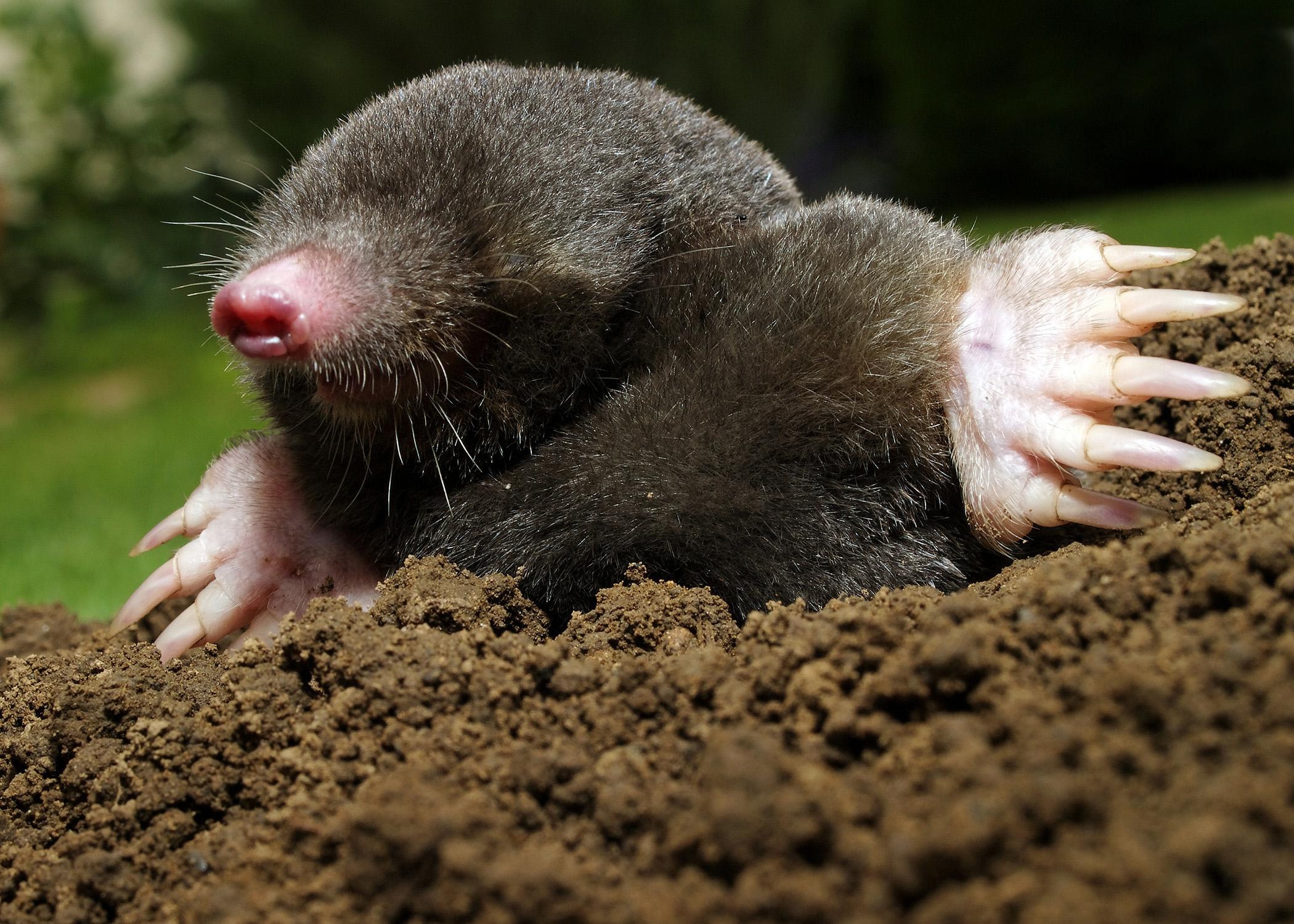 Moles versus voles, Difference between moles and voles, Rodent identification, Pest control, 2100x1500 HD Desktop