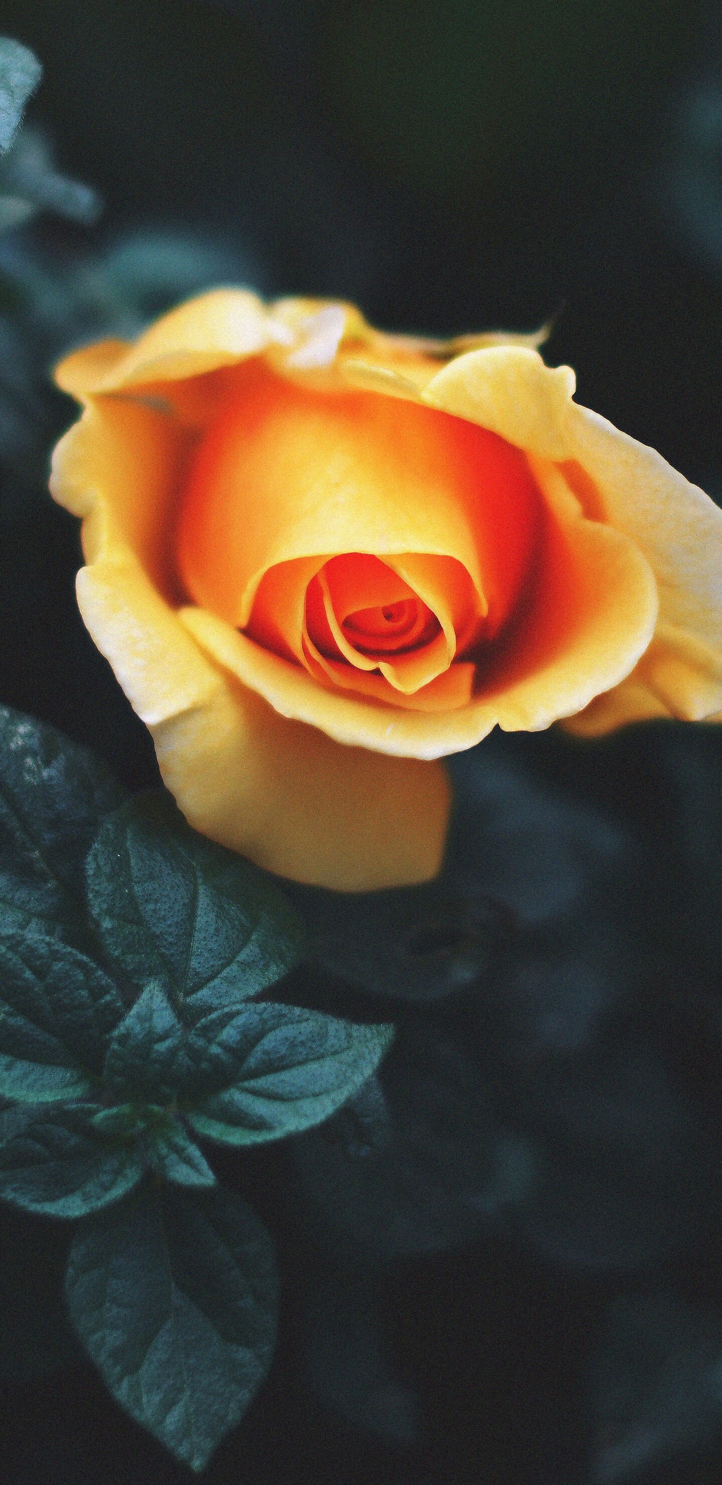 Rose: Species, cultivars, and hybrids are all widely grown for their beauty and often are fragrant, Perennial flowering plant. 1440x2960 HD Background.