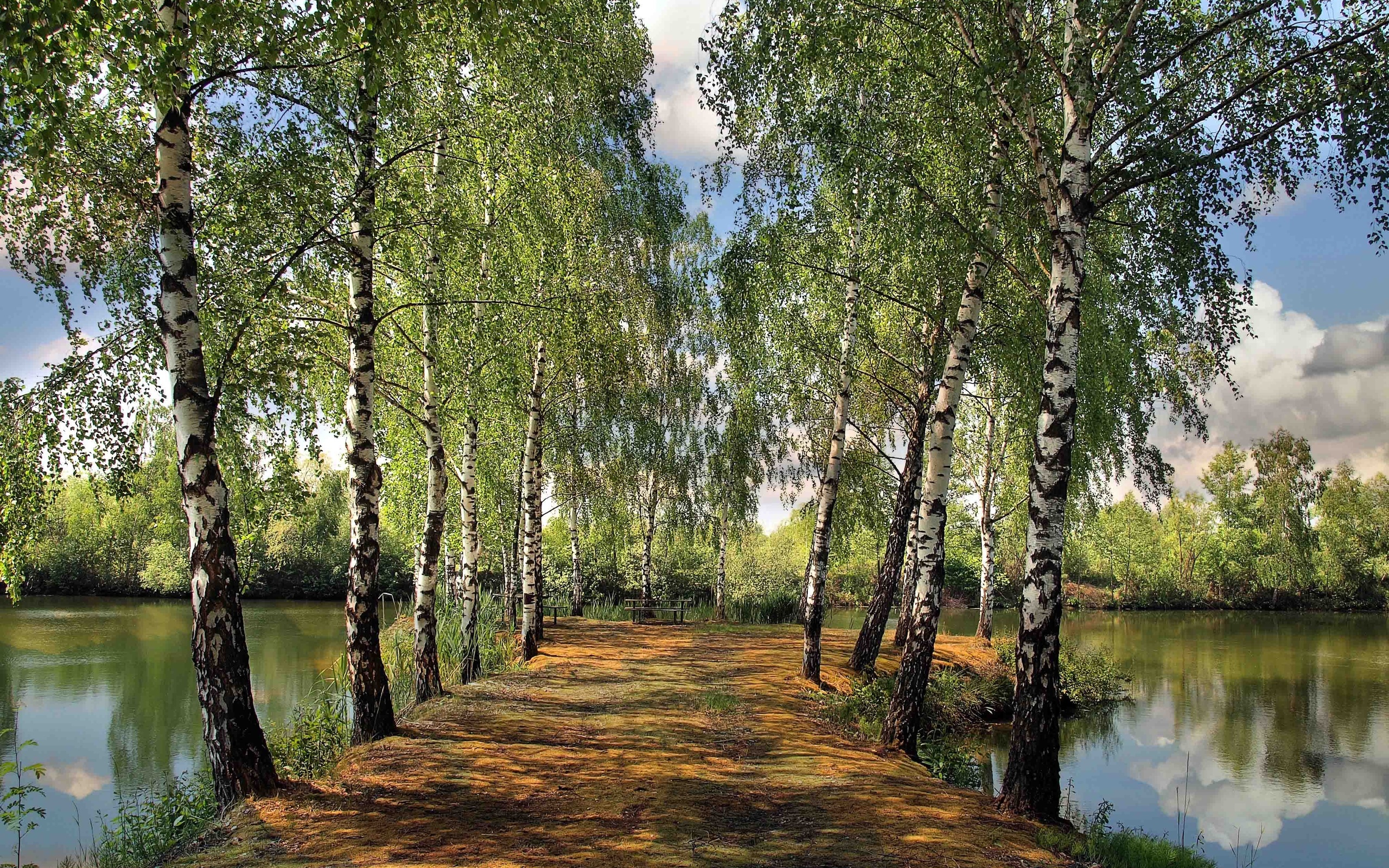 Birch Tree, Nature, Forest, Wallpaper, 2560x1600 HD Desktop