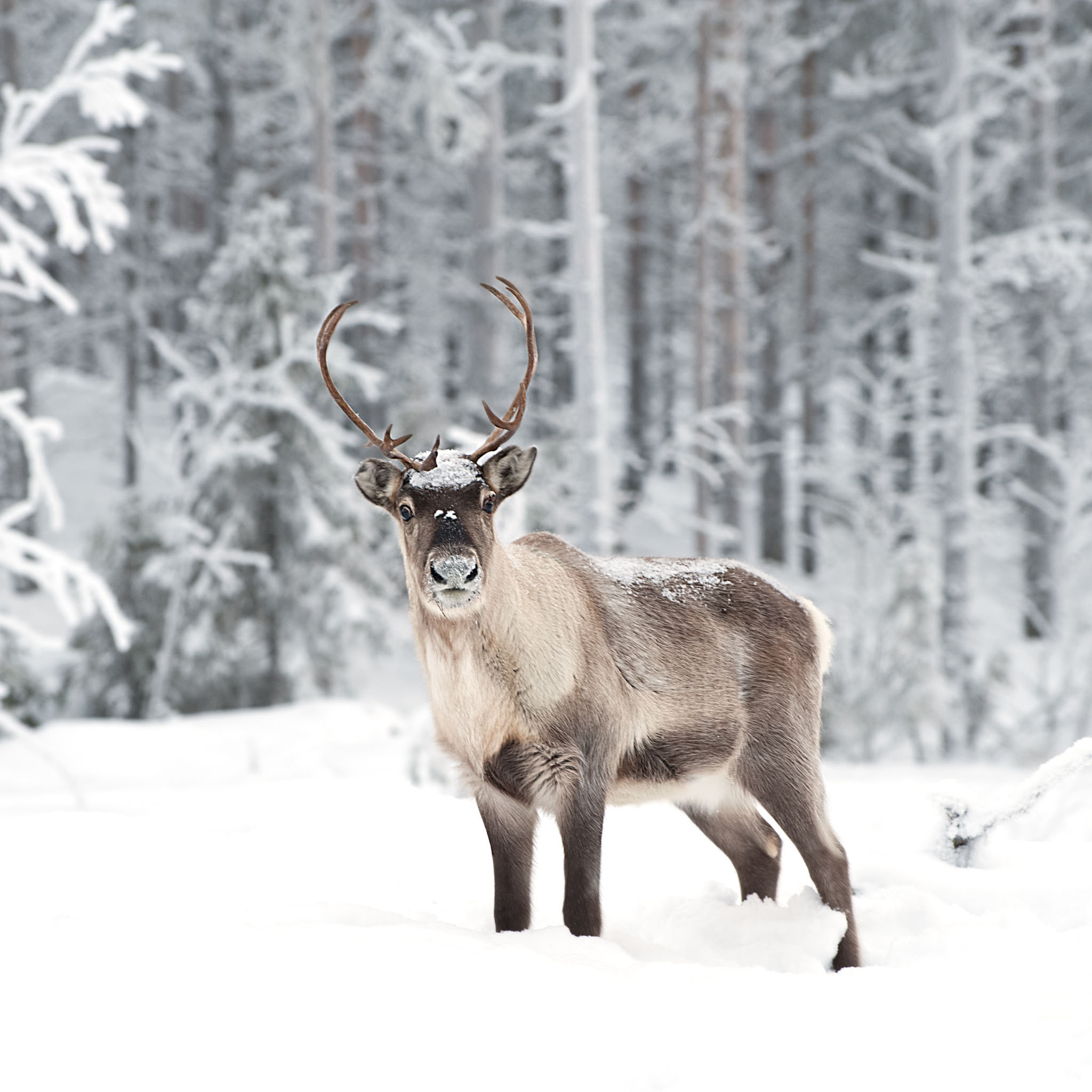Reindeer wallpapers, Animal aesthetics, Nature's charm, Visual delight, 2050x2050 HD Handy
