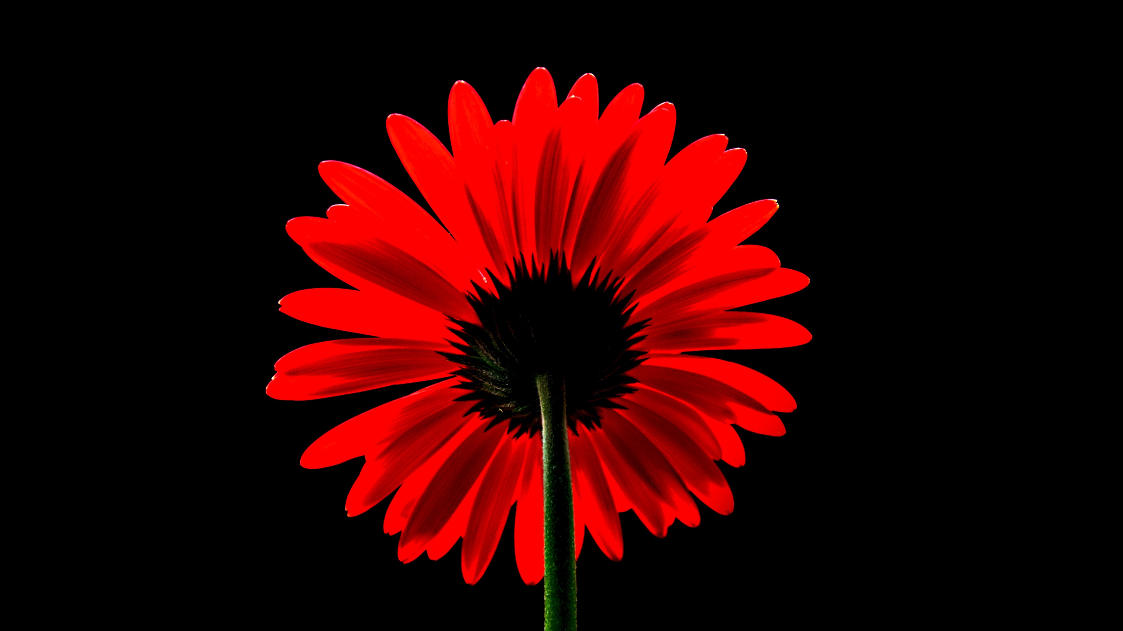 Gerbera Daisy: A genus of plants in the Asteraceae family. 3840x2160 4K Background.