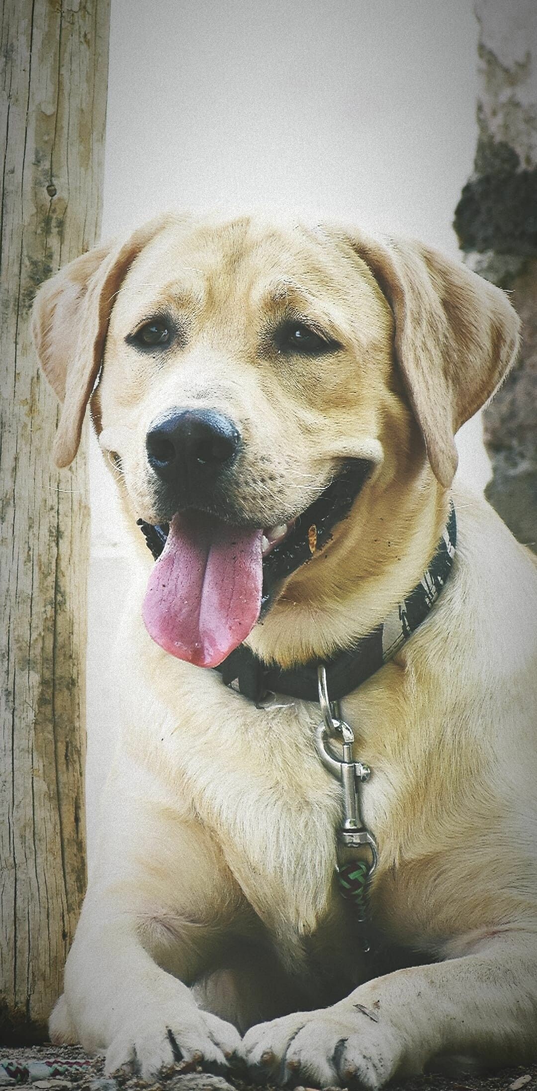 Labrador Retriever: Used as a rescue dog, Carnivore, Animal. 1080x2200 HD Background.