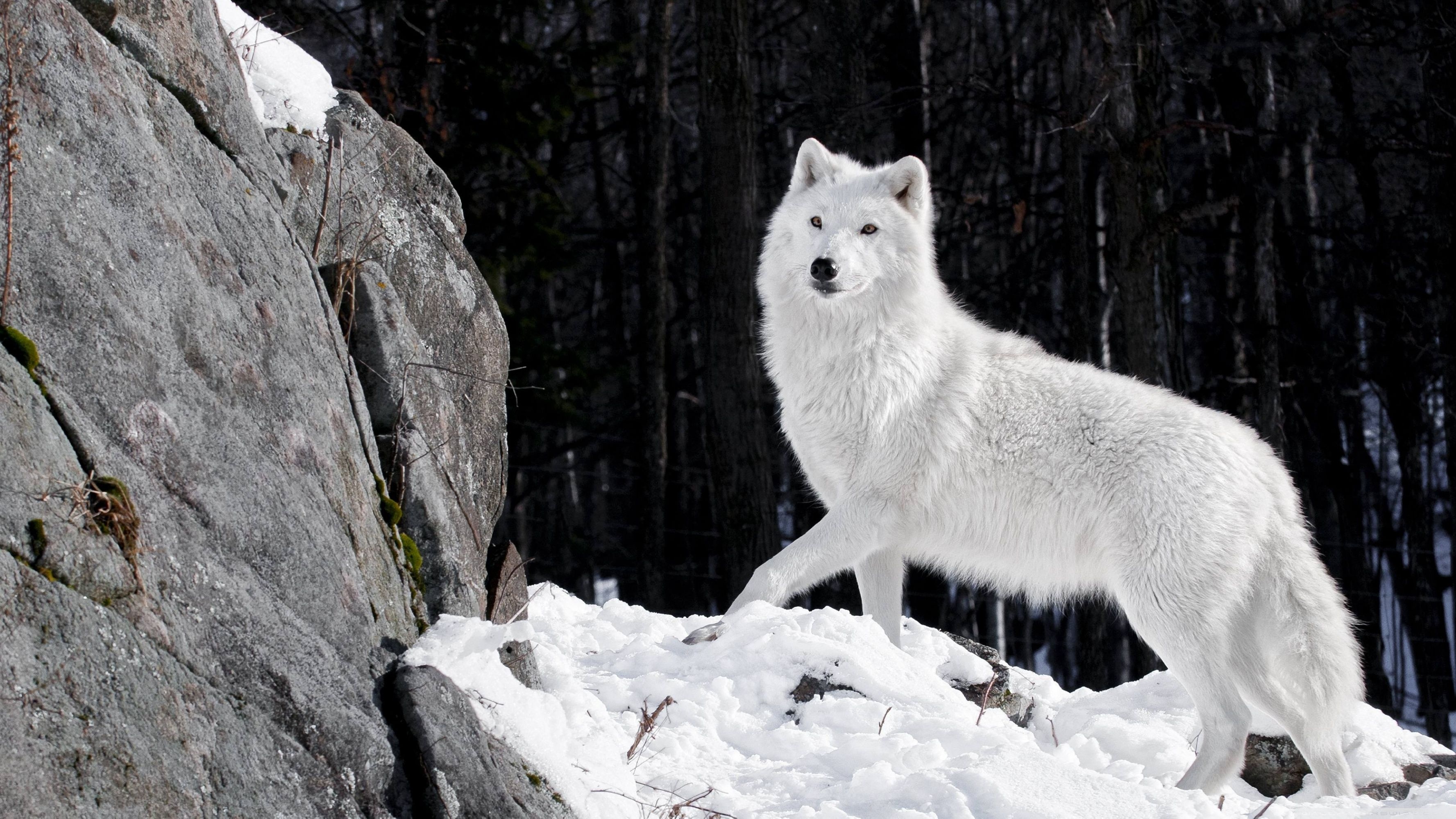 Arctic Wolf, 4K Snow Wolf wallpapers, Arctic wonderland, Snowy beauty, 3560x2000 HD Desktop