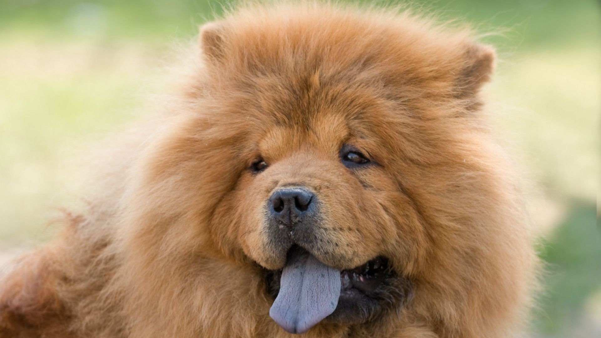 Chow Chows wallpapers, High-quality images, Impressive visuals, Stunning, 1920x1080 Full HD Desktop