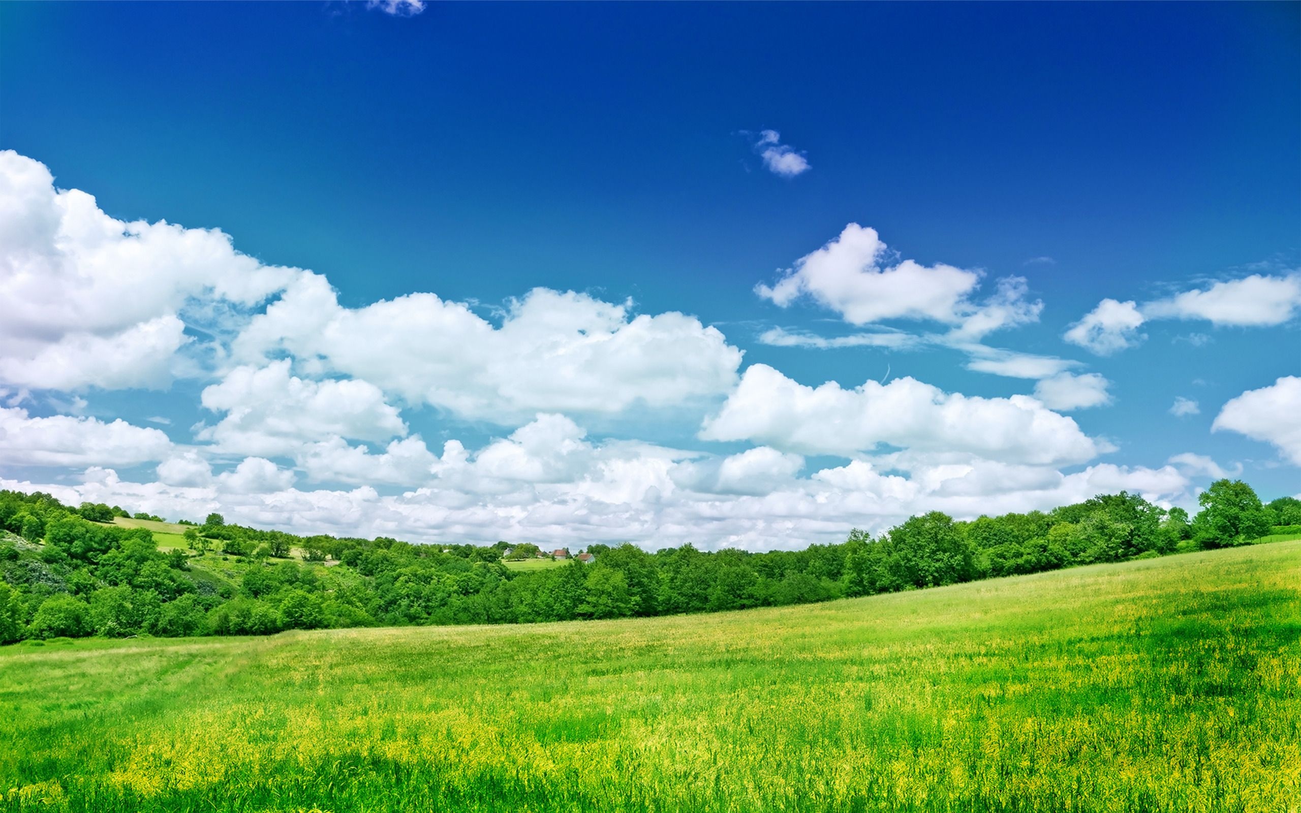 Grass and Sky: Field, Uncultivated region, Primeval forest, Tranquility, Undisturbed area. 2560x1600 HD Background.