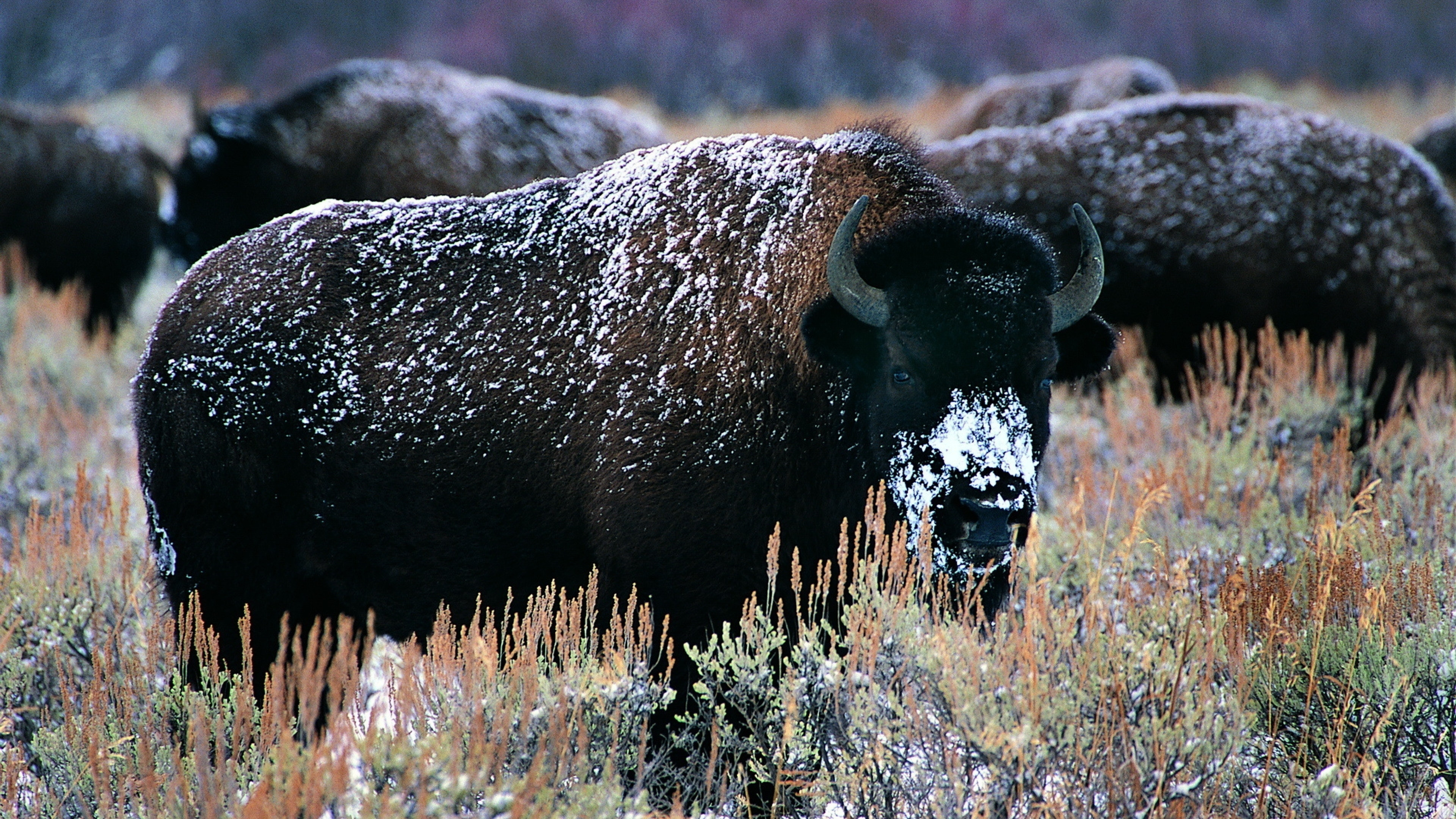 Buffalo, Majestic creatures, Bison in their habitat, Nature's balance, 3840x2160 4K Desktop