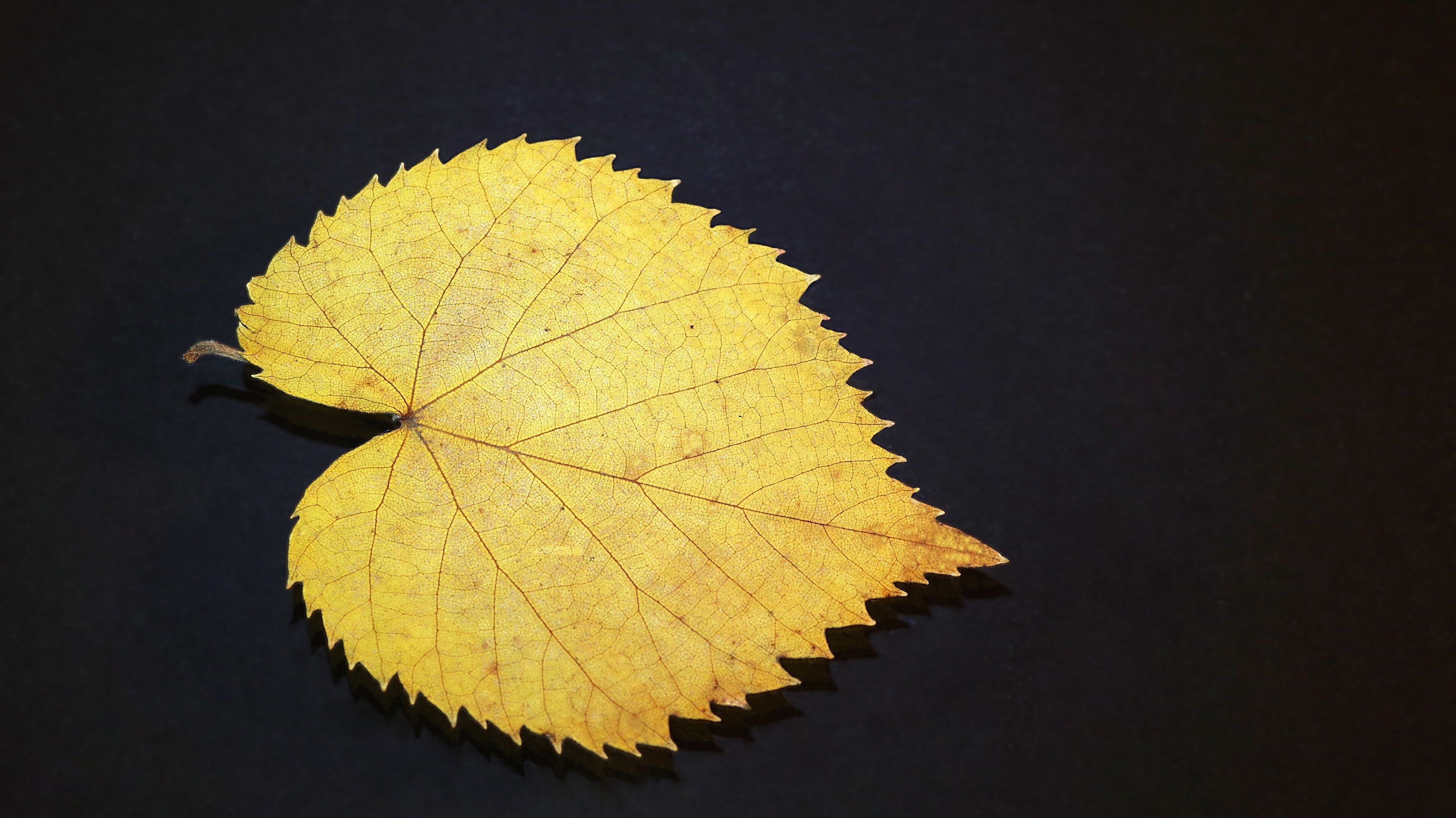Gold Leaf: Chlorophyll breakdown in the autumn foliage, A catabolic process of leaves senescence. 3840x2160 4K Background.