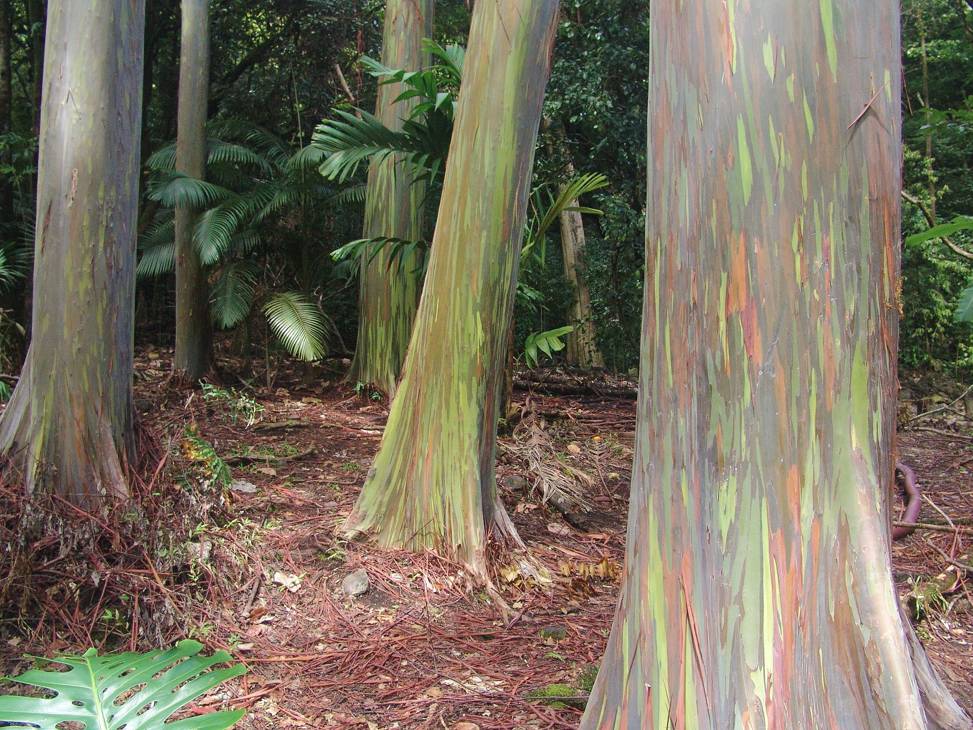 Rainbow eucalyptus, Tree, Nature, 1920x1440 HD Desktop