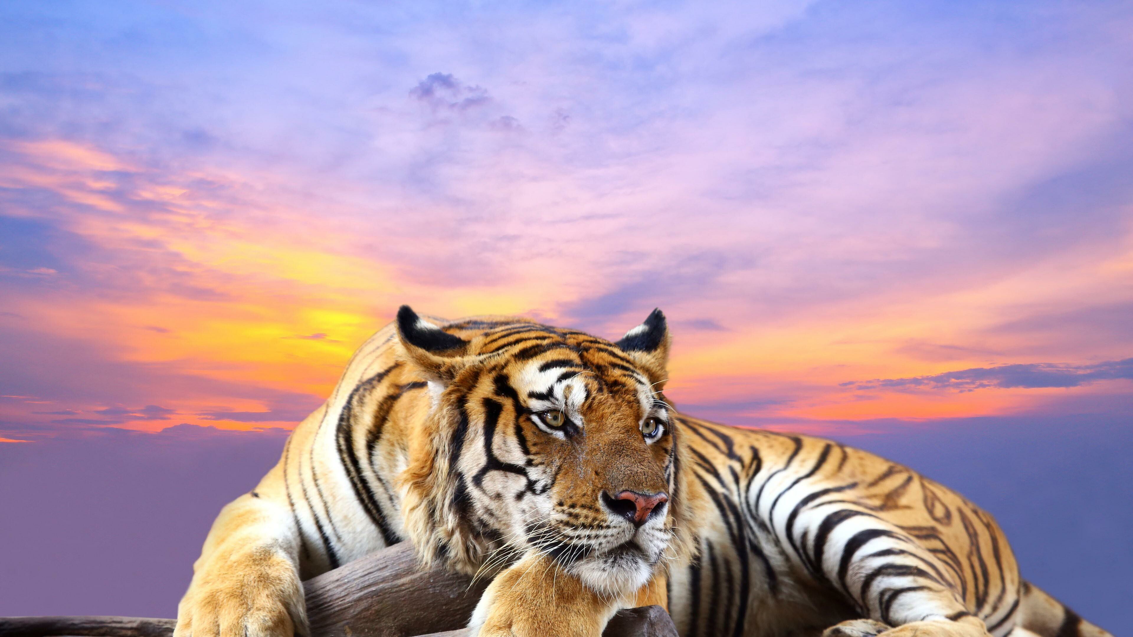 Tiger: The national animal of India, Bangladesh, Malaysia and South Korea. 3840x2160 4K Wallpaper.