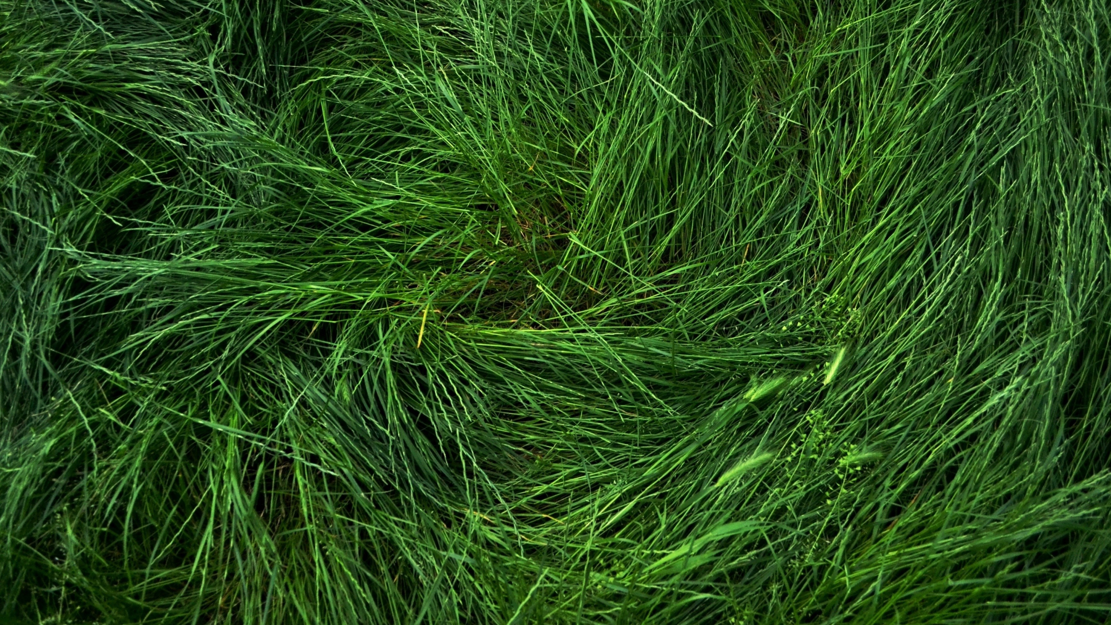 Grass wallpapers, Background pictures, Nature's allure, Captivating scenes, 3840x2160 4K Desktop