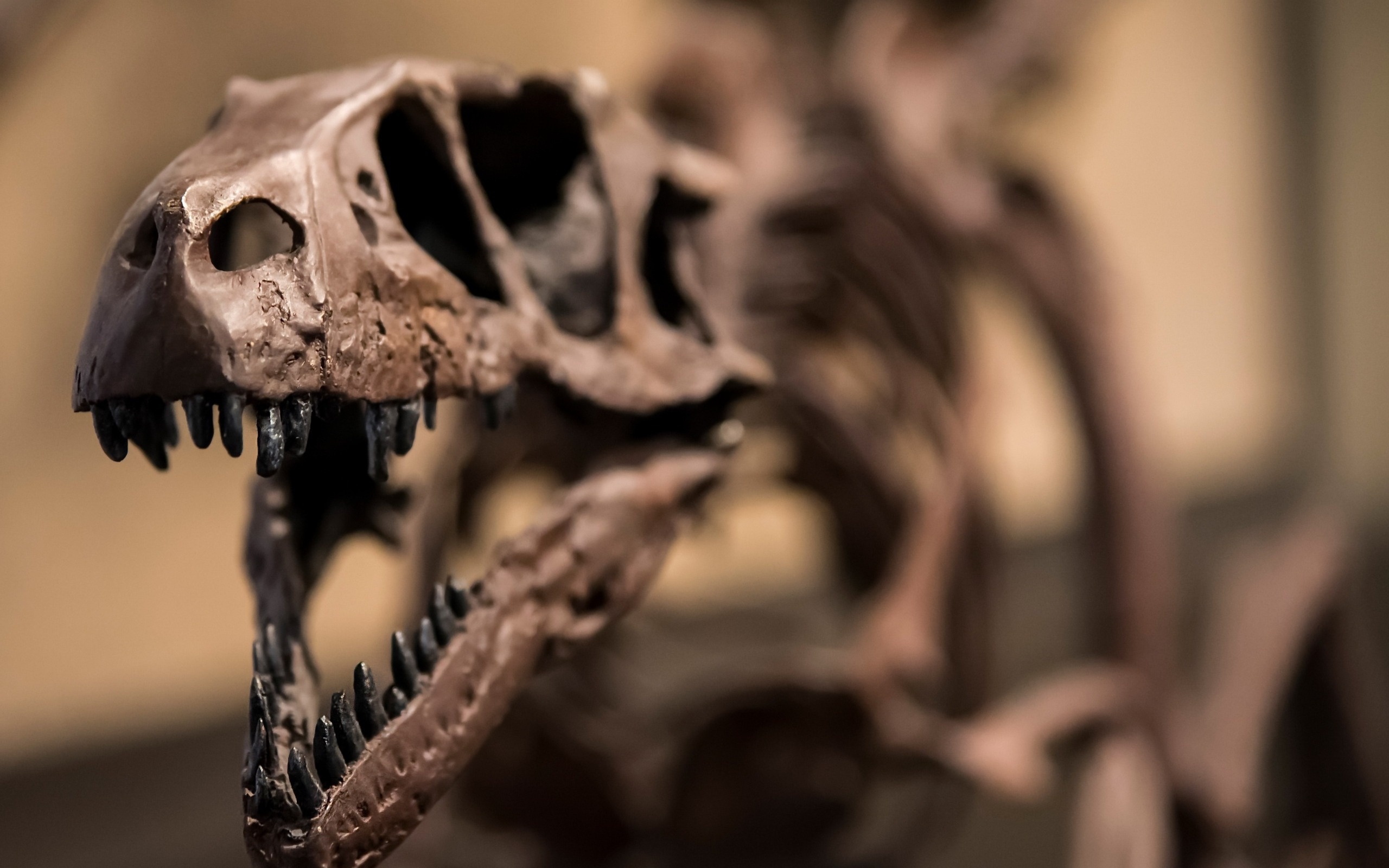 Dinosaur skeleton, Velociraptor wallpaper, Fossil remains, Paleontological discovery, 2560x1600 HD Desktop