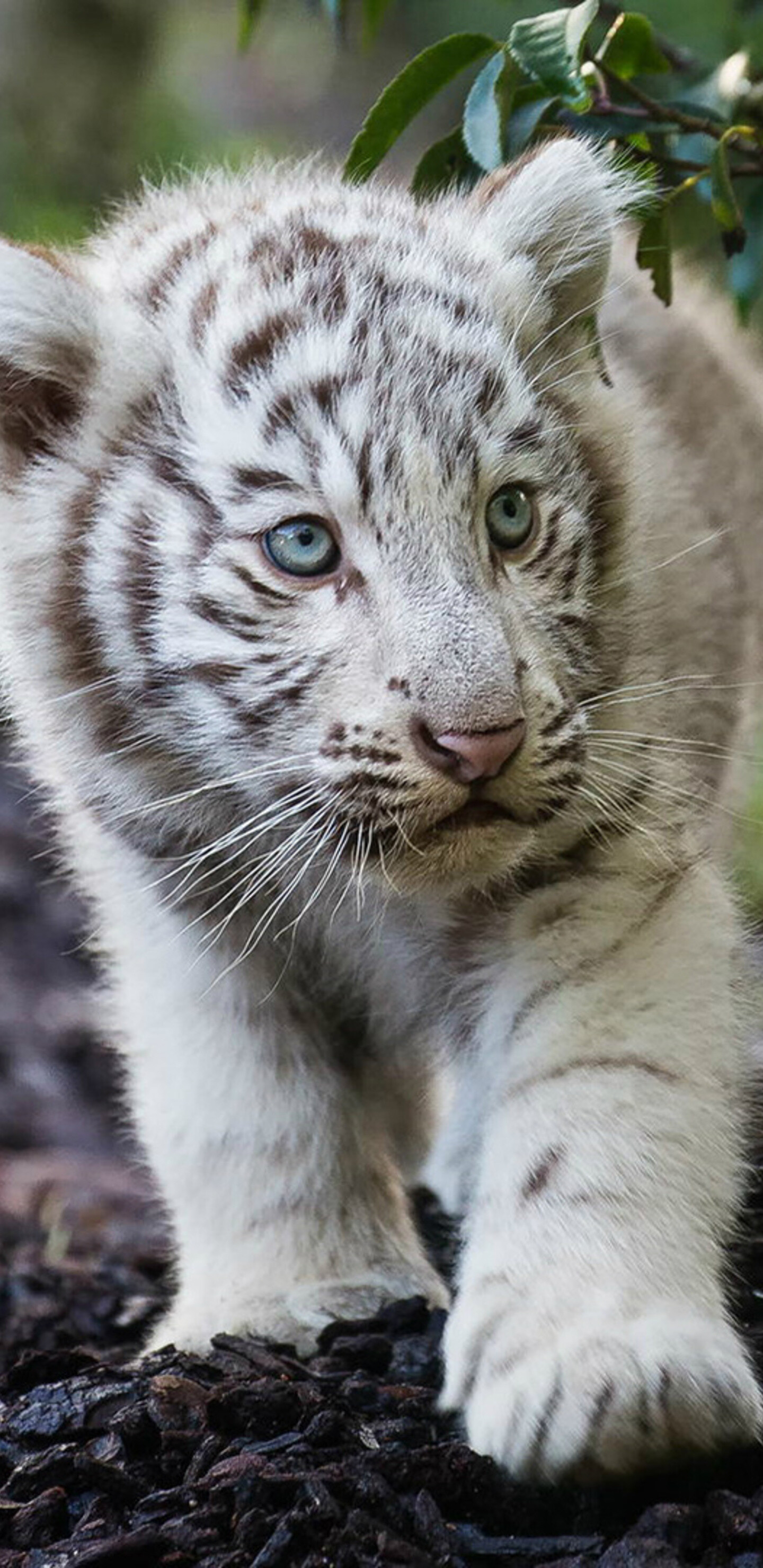 Tiger Cub: The baby of the national animal of India, Bangladesh, Malaysia and South Korea. 1440x2960 HD Wallpaper.