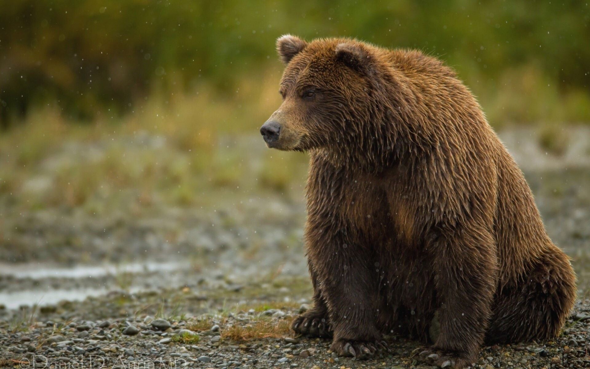 Bear: Grizzly, Can be found in many habitats. 1920x1200 HD Background.