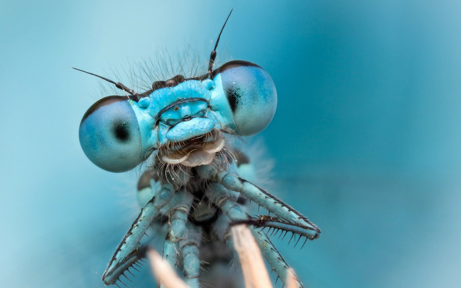 Dragonfly: Insects that have large multifaceted eyes and two pairs of strong transparent wings. 1920x1200 HD Wallpaper.