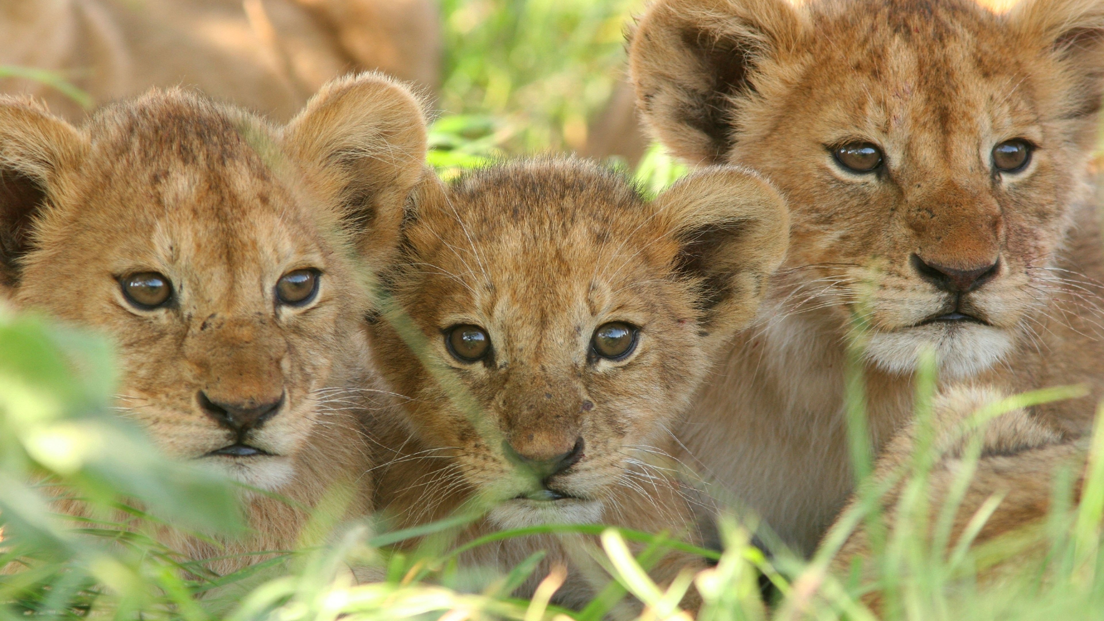 Curious baby lion cubs, Majestic feline, Tiny royalty, Endearing playfulness, 3840x2160 4K Desktop