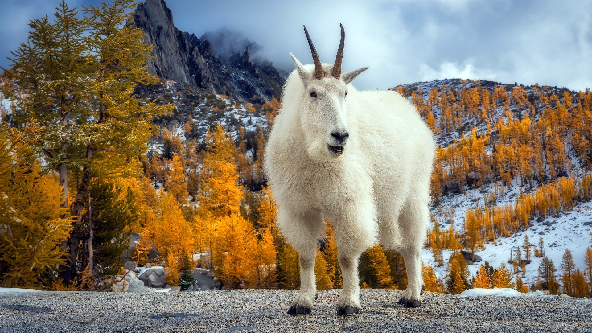 Goat, Graceful presence, Serene demeanor, Fantastic creature, 1920x1080 Full HD Desktop