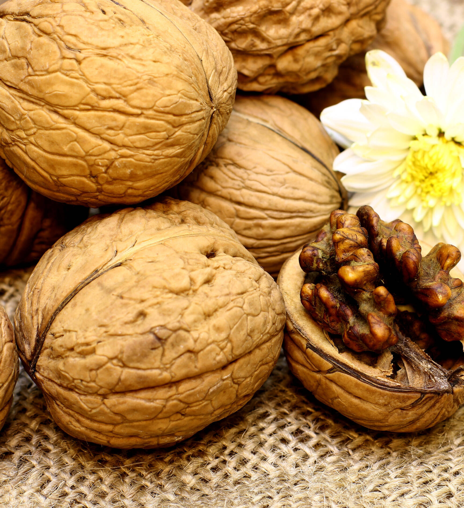 Nuts: Walnut fruit, An outer leathery husk and an inner furrowed stone. 1920x2100 HD Wallpaper.