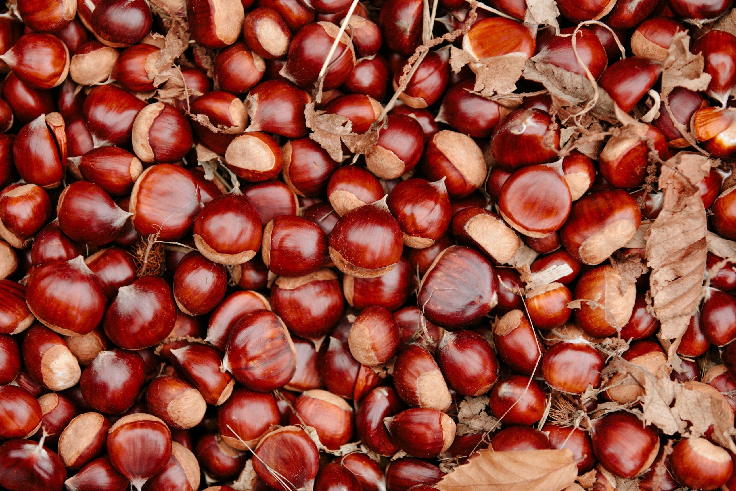 History of chestnuts in Europe, Chestnut Brae, Traditional crop, Nutritious nut, 2560x1710 HD Desktop