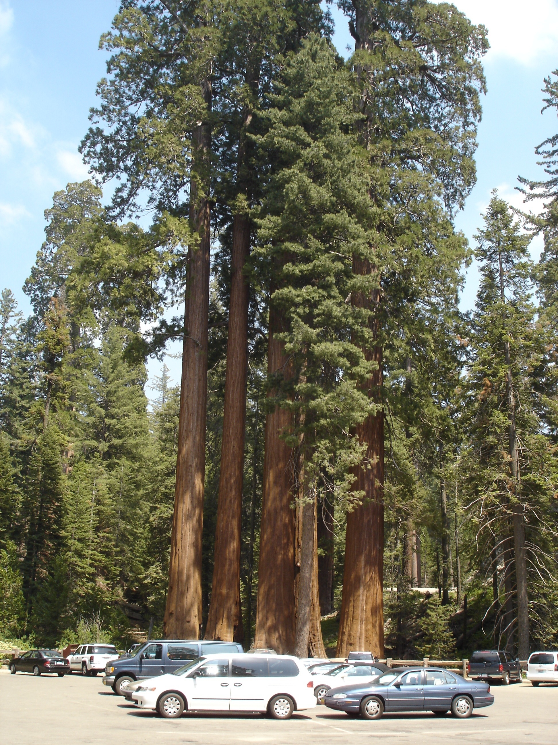 California's state tree, California releaf, Nature's wonder, Environmental protection, 1950x2600 HD Phone