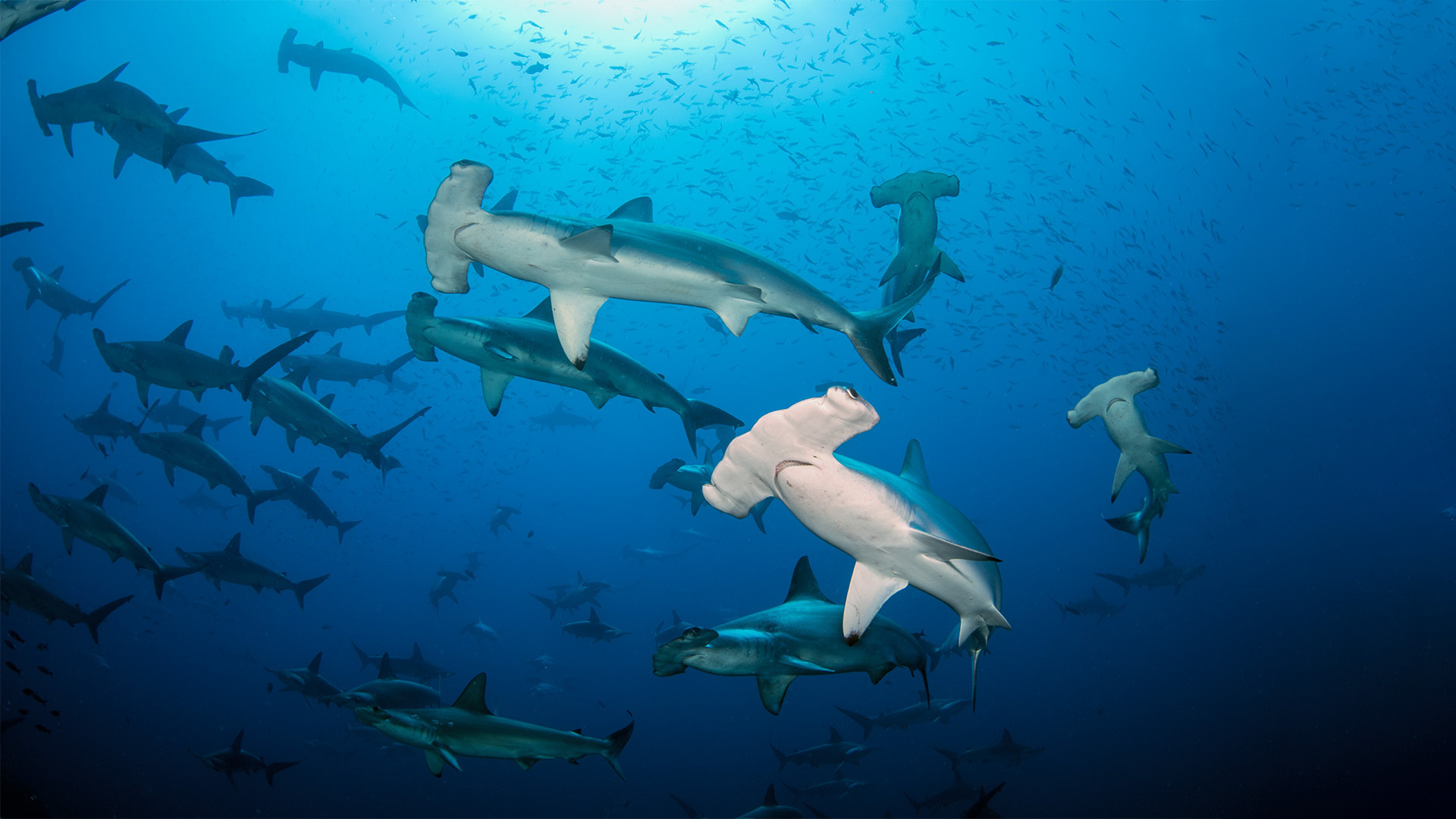 Hammerhead sharks, Diving adventure, Exploring the Hammerhead Triangle, Breathtaking encounters, 1920x1080 Full HD Desktop