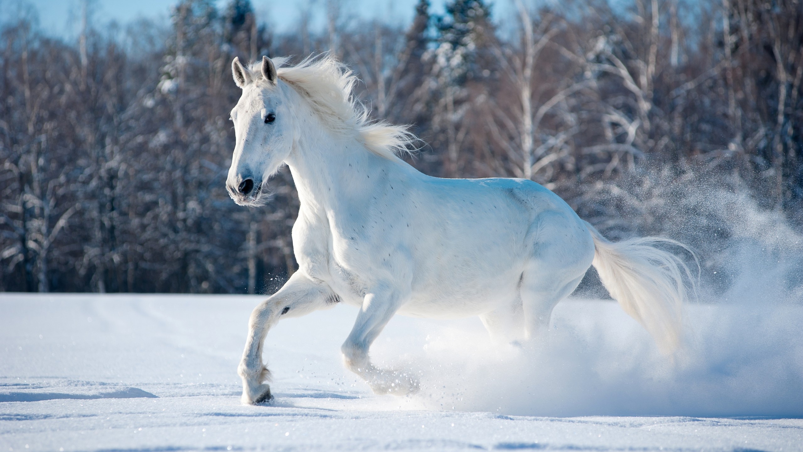 Horse delight, Snowy wonderland, Winter's grace, Majestic beauty, 2560x1440 HD Desktop