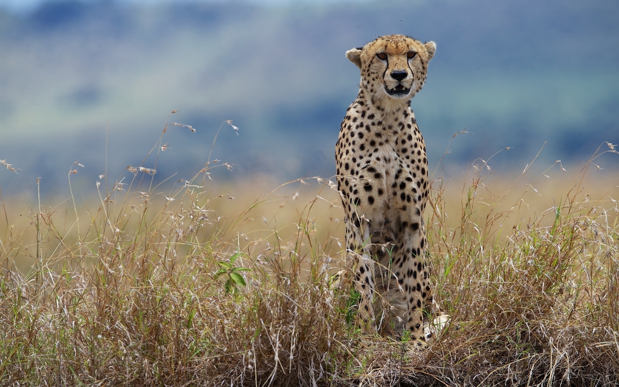 Desktop wallpapers, Big cats collection, Cheetahs in grass, Stunning animal photography, 2050x1280 HD Desktop