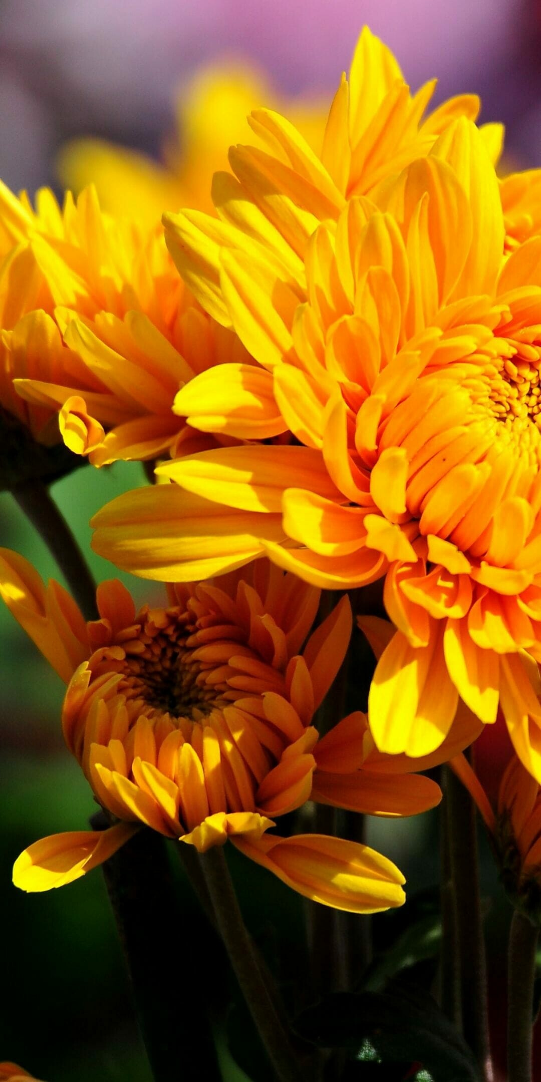 Chrysanthemum: One of the most popular fall garden flowers, Chrysanths. 1080x2160 HD Wallpaper.