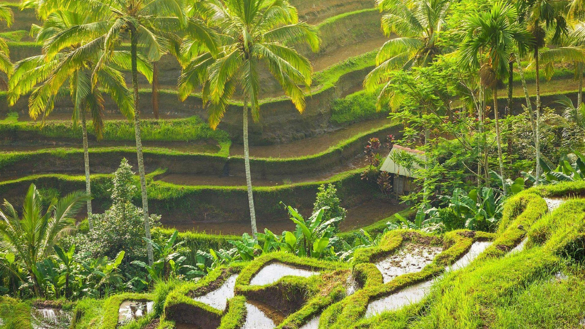 Ubud Rice Terraces, Balinese landscape, HD wallpaper, Stunning backgrounds, 1920x1080 Full HD Desktop