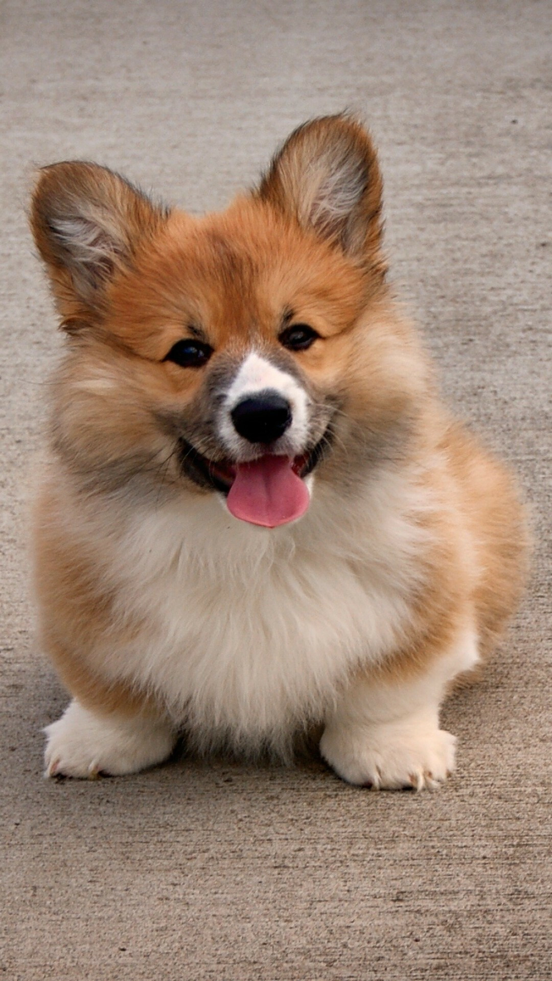 Corgi: Welsh dog, Tongue, Adorable, Fluffy, Puppy, Dogs. 1080x1920 Full HD Wallpaper.