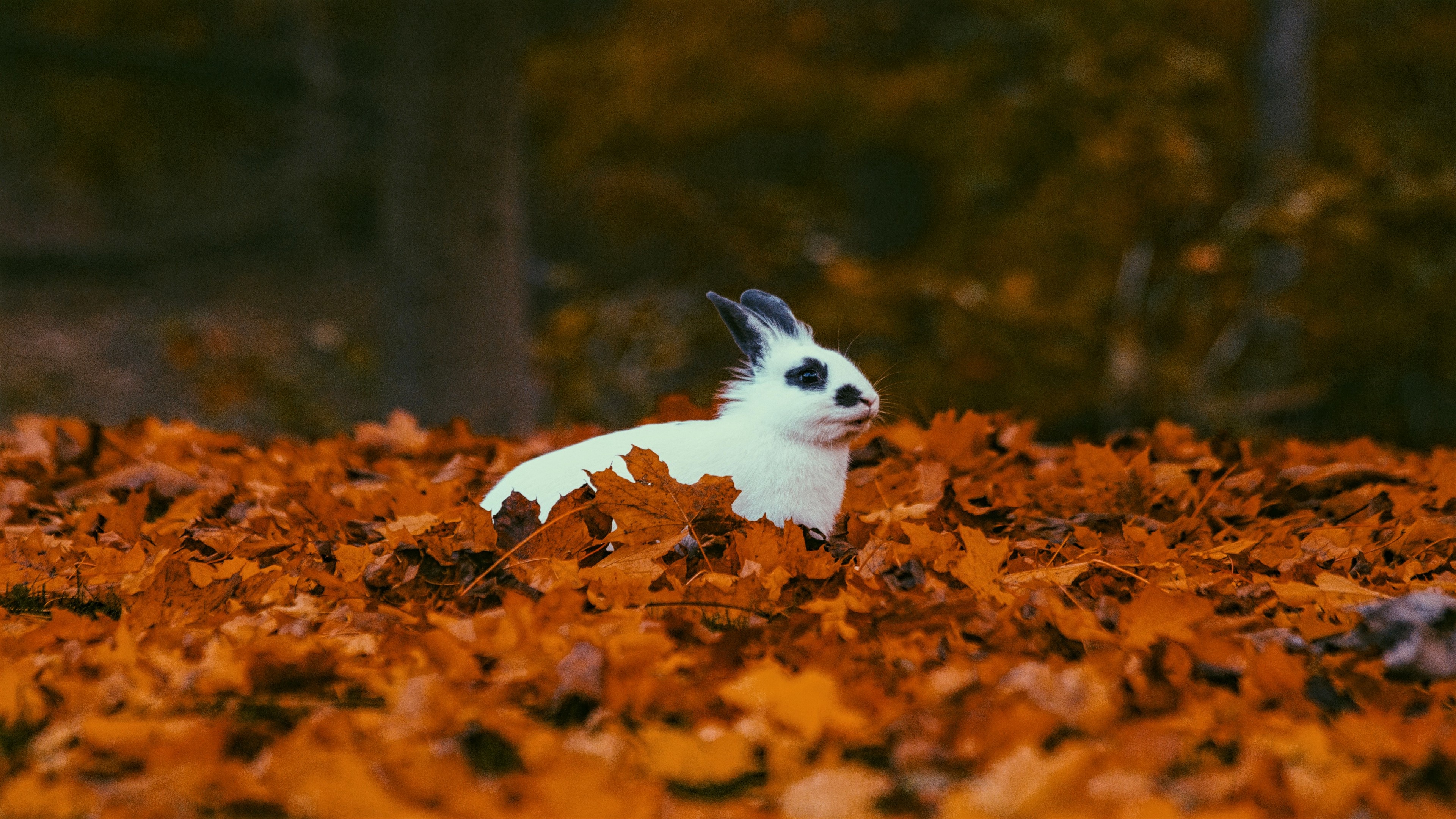 Hare in autumn landscape, HD/4K image, Serene nature, Stunning photography, 3840x2160 4K Desktop