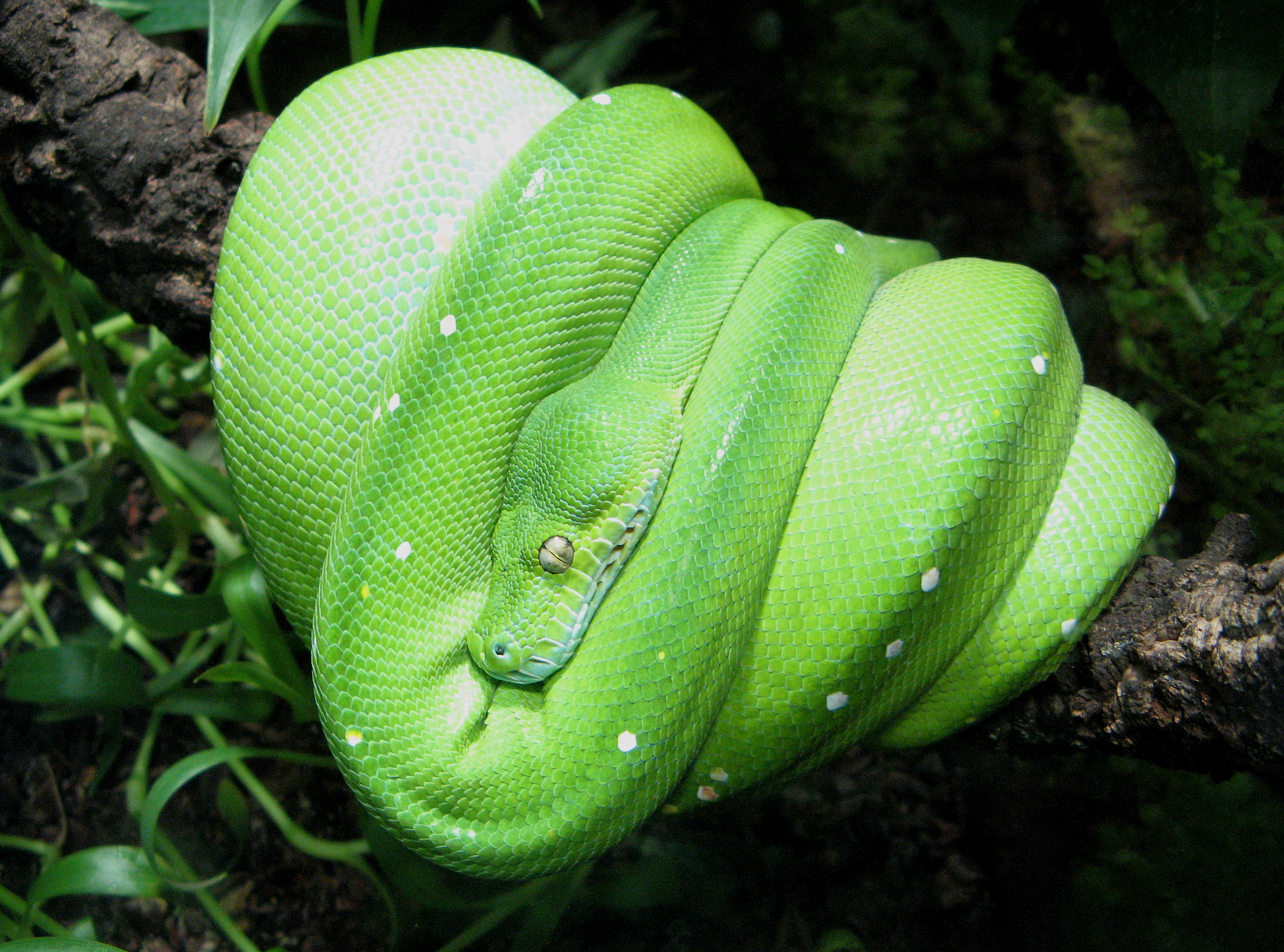 Python, Green tree python, Tropical snake, Reptile species, 2880x2140 HD Desktop