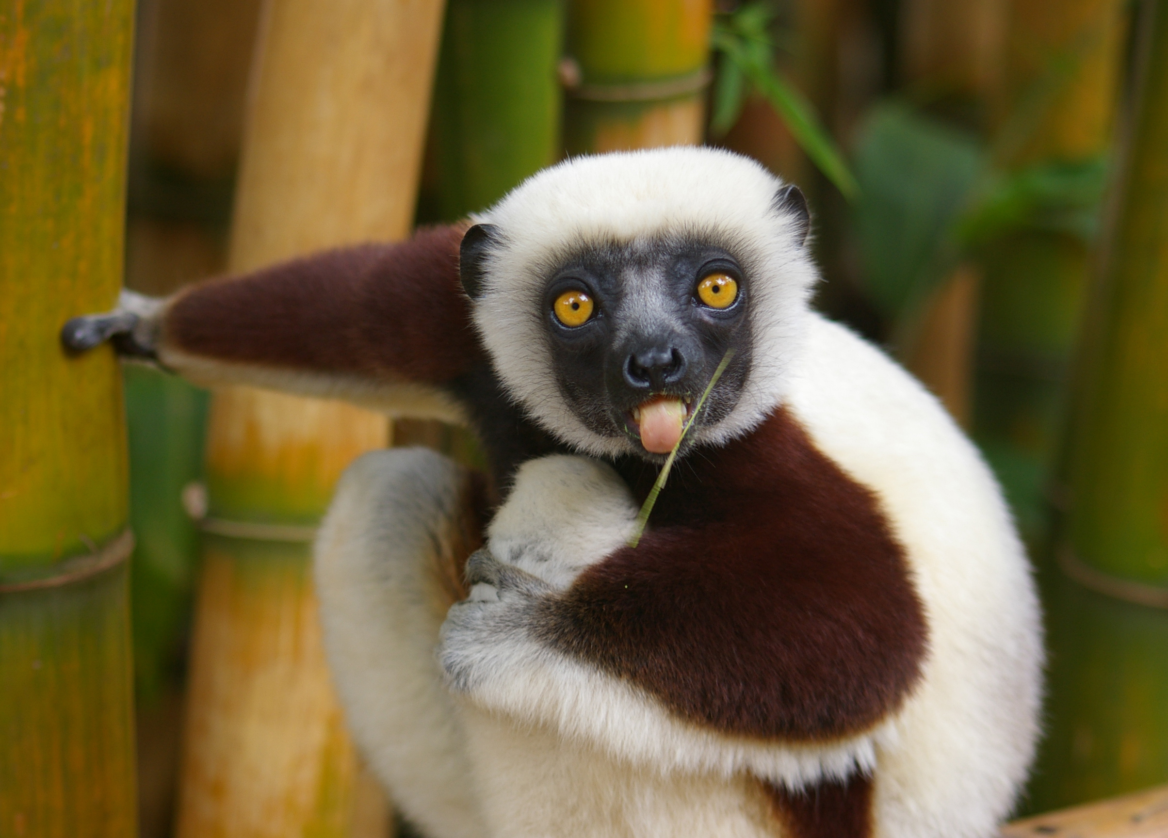 Lemur wallpapers, Animal beauty, High-quality images, Stunning 4K, 2410x1730 HD Desktop