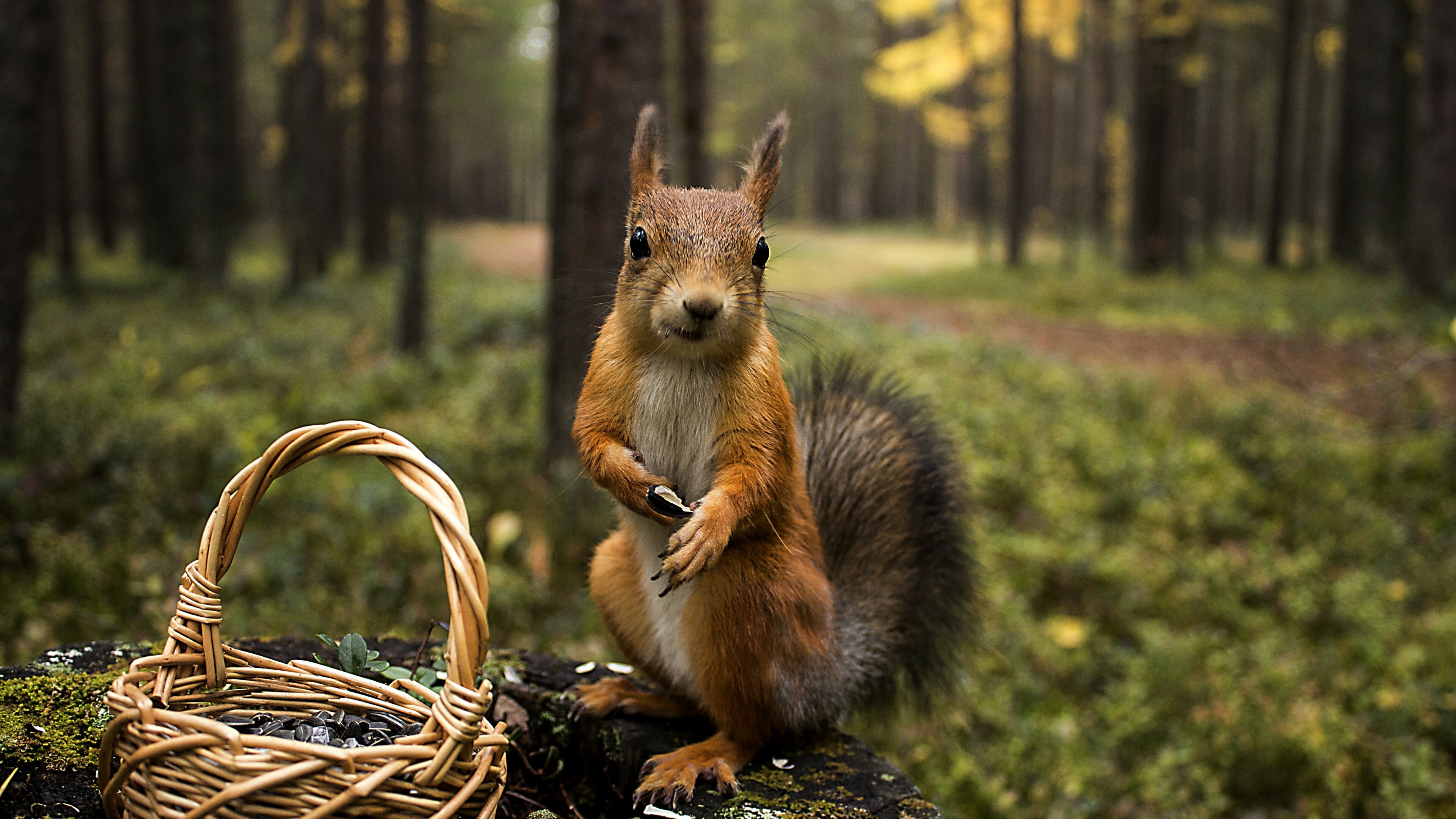 Squirrel: Medium-sized rodent, Animal. 3840x2160 4K Background.